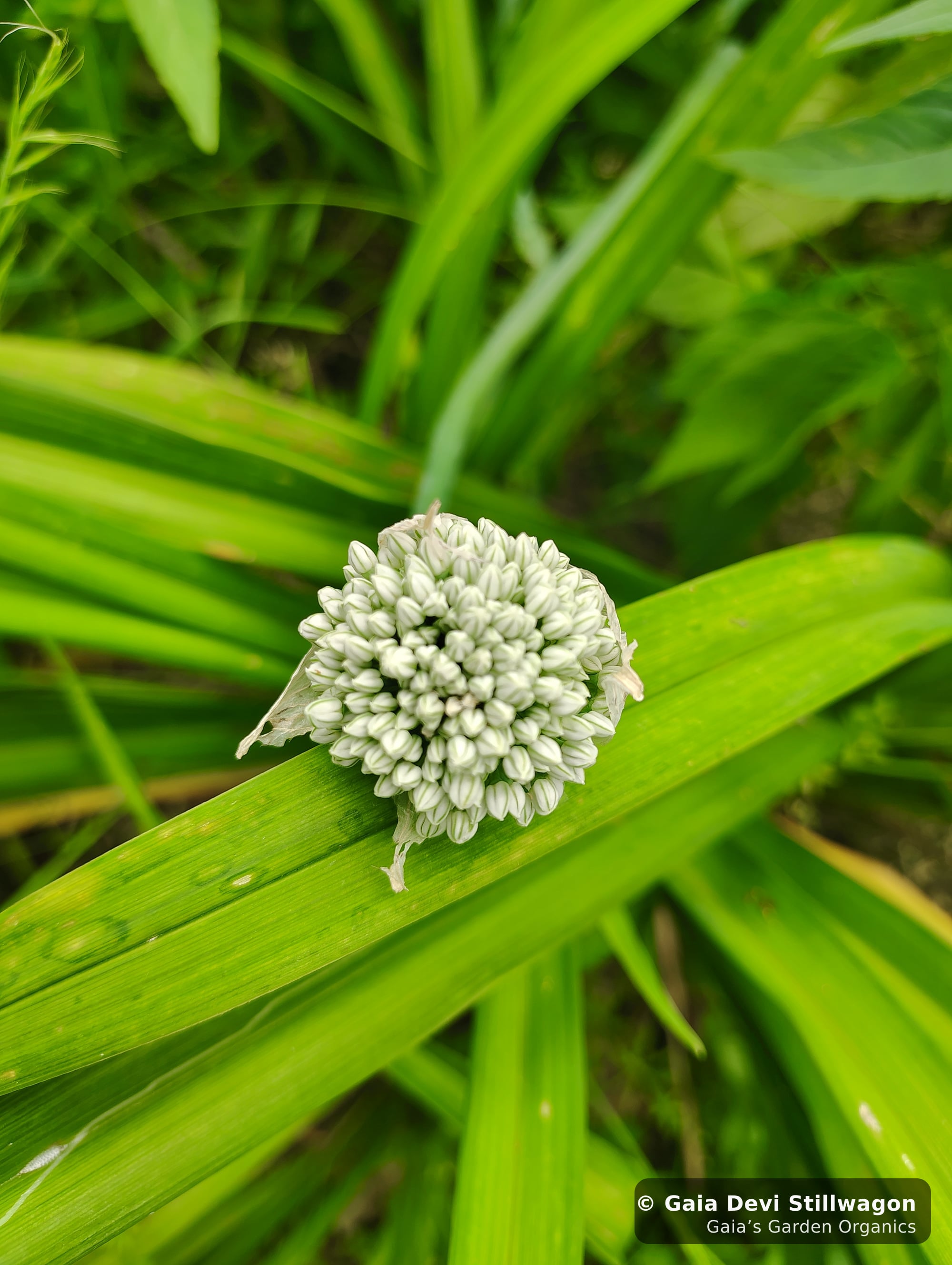 The medicinal herb garden at Gaia's Garden Organics, Umpire, Arkansas · Gaia Devi, clinical herbalist