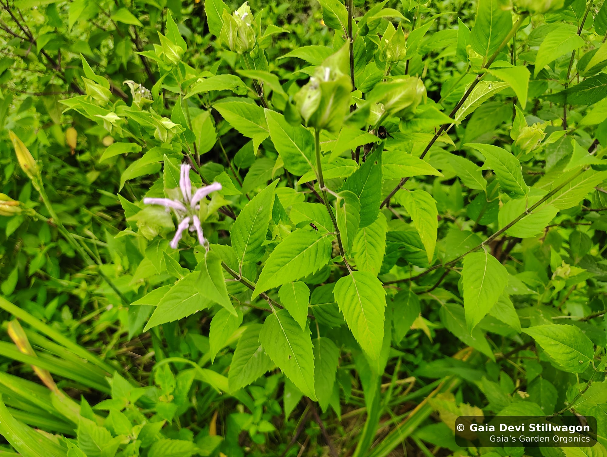 The medicinal herb garden at Gaia's Garden Organics, Umpire, Arkansas · Gaia Devi, clinical herbalist