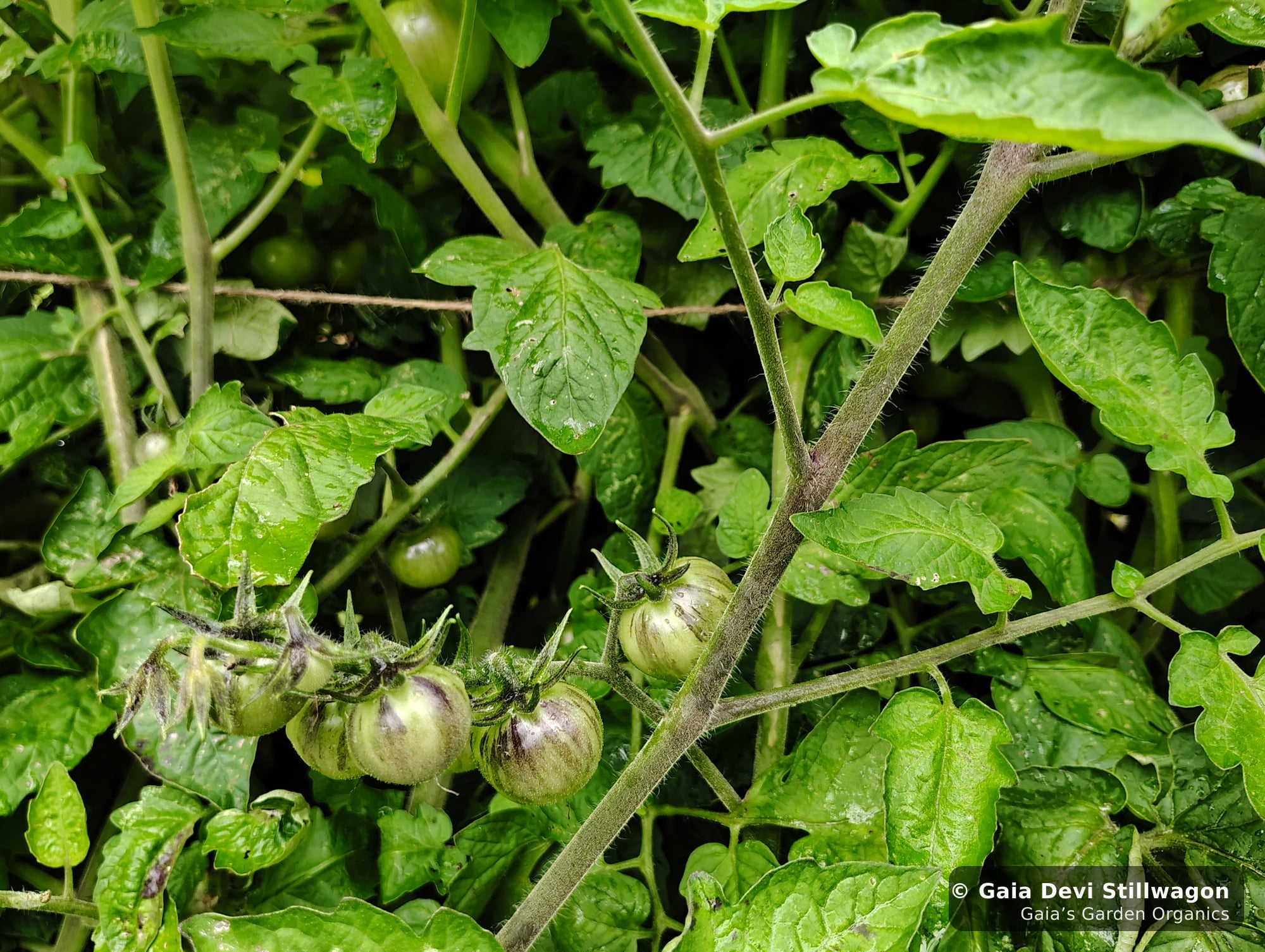 The medicinal herb garden at Gaia's Garden Organics, Umpire, Arkansas · Gaia Devi, clinical herbalist