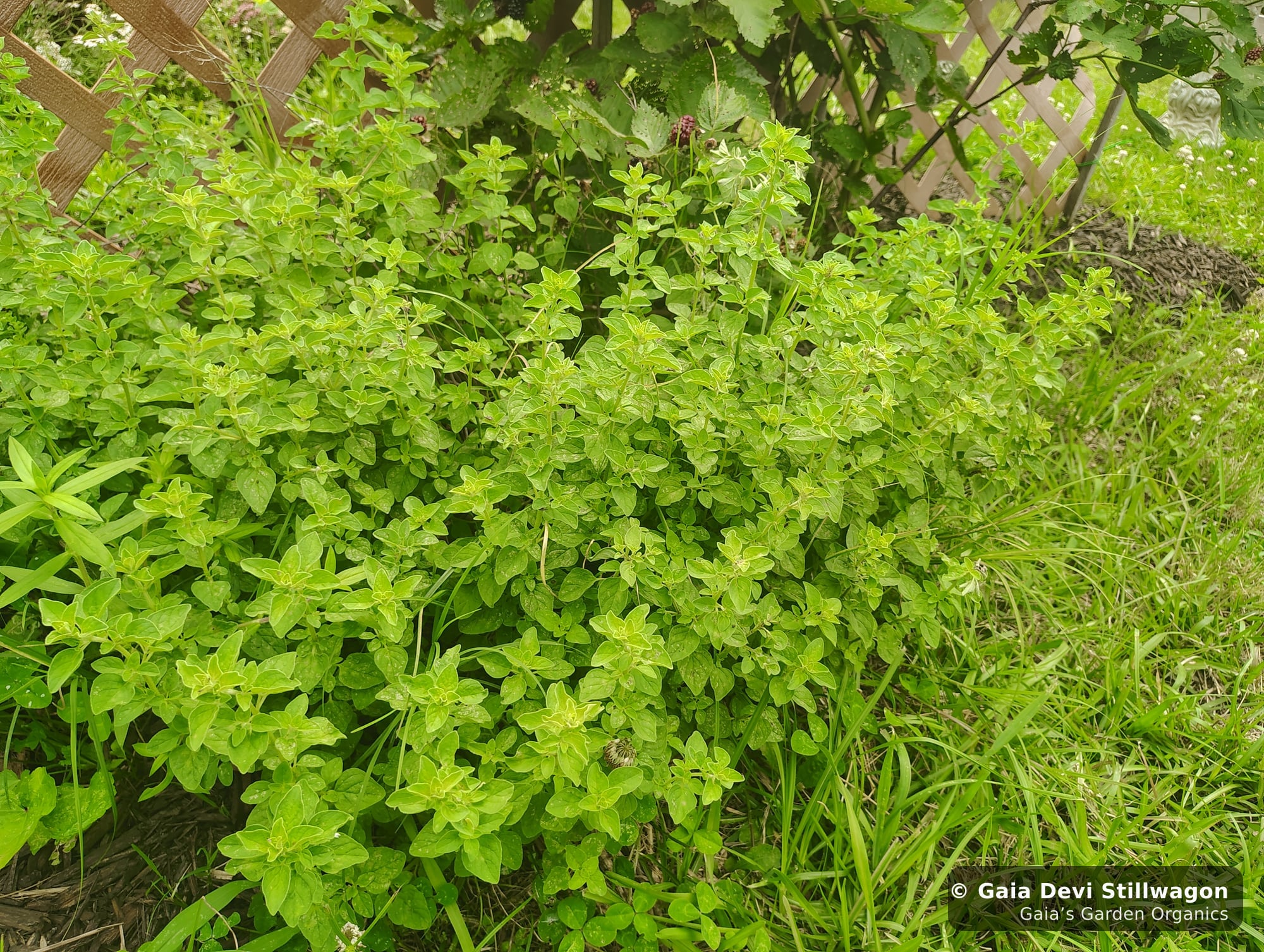 The medicinal herb garden at Gaia's Garden Organics, Umpire, Arkansas · Gaia Devi, clinical herbalist