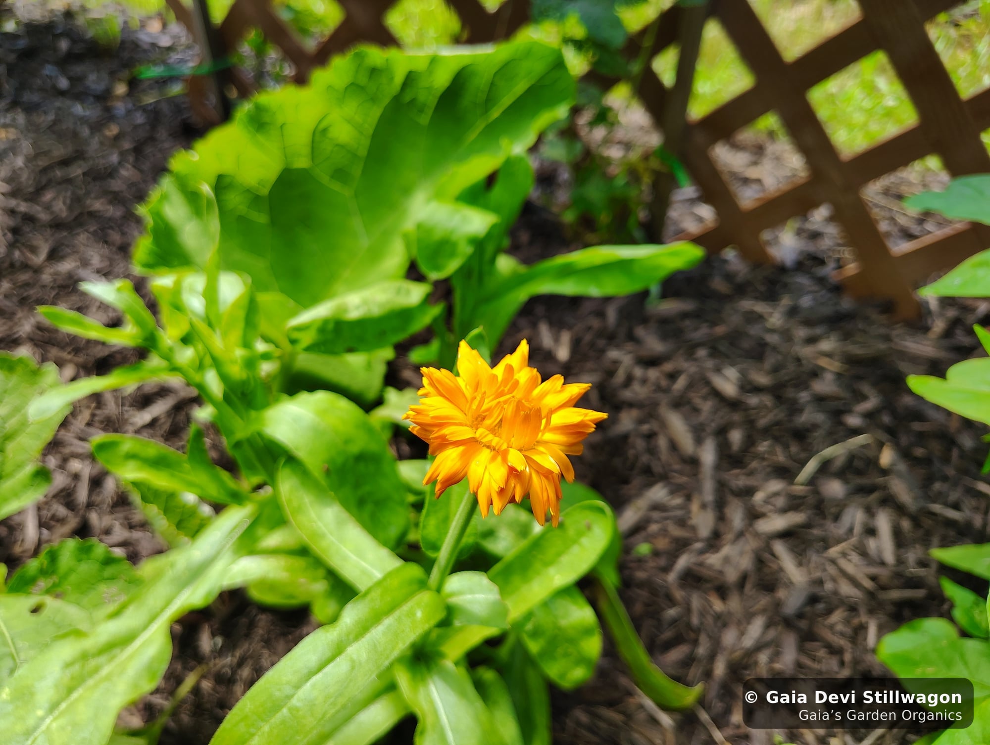 The medicinal herb garden at Gaia's Garden Organics, Umpire, Arkansas · Gaia Devi, clinical herbalist