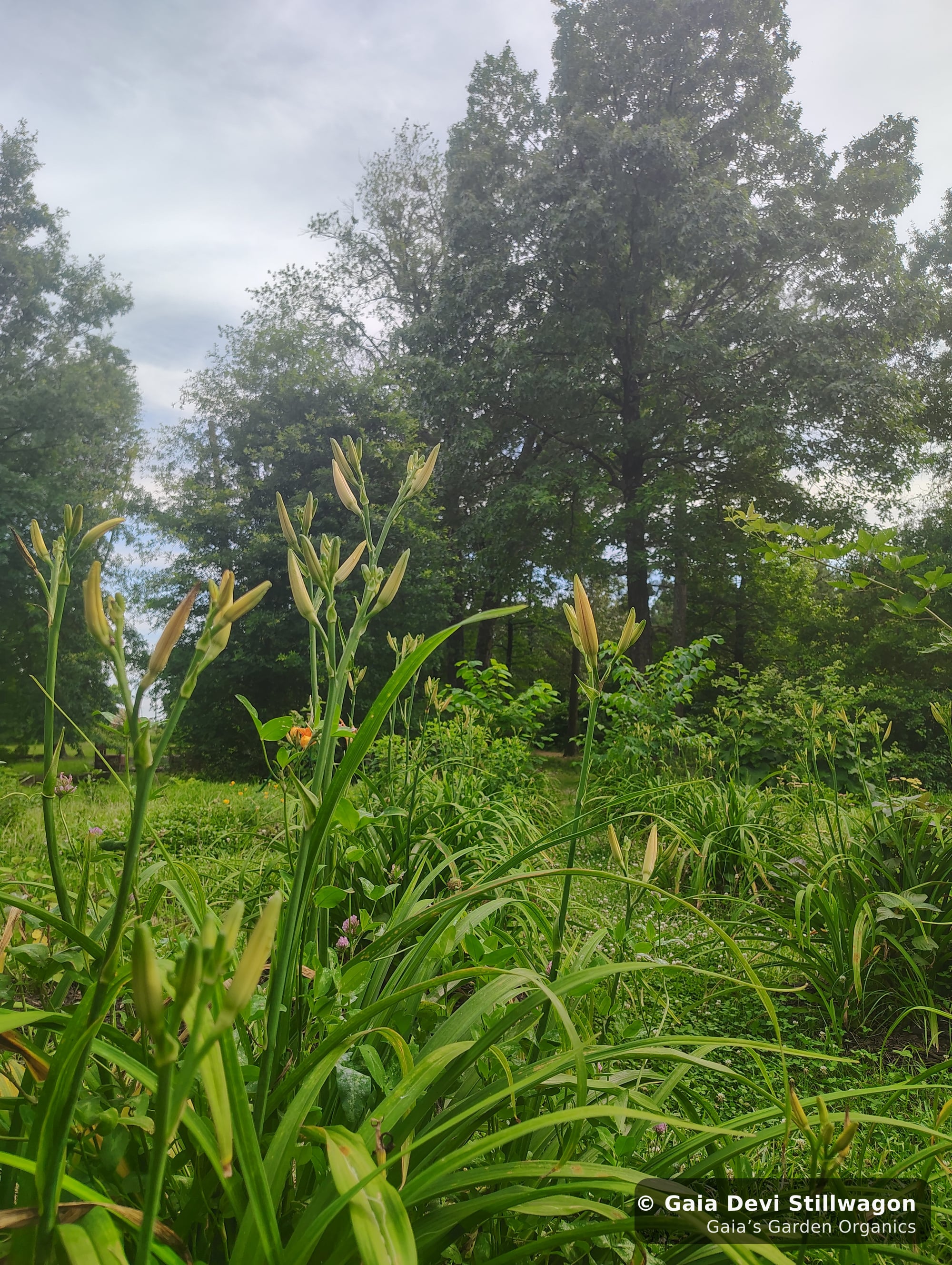 The medicinal herb garden at Gaia's Garden Organics, Umpire, Arkansas · Gaia Devi, clinical herbalist