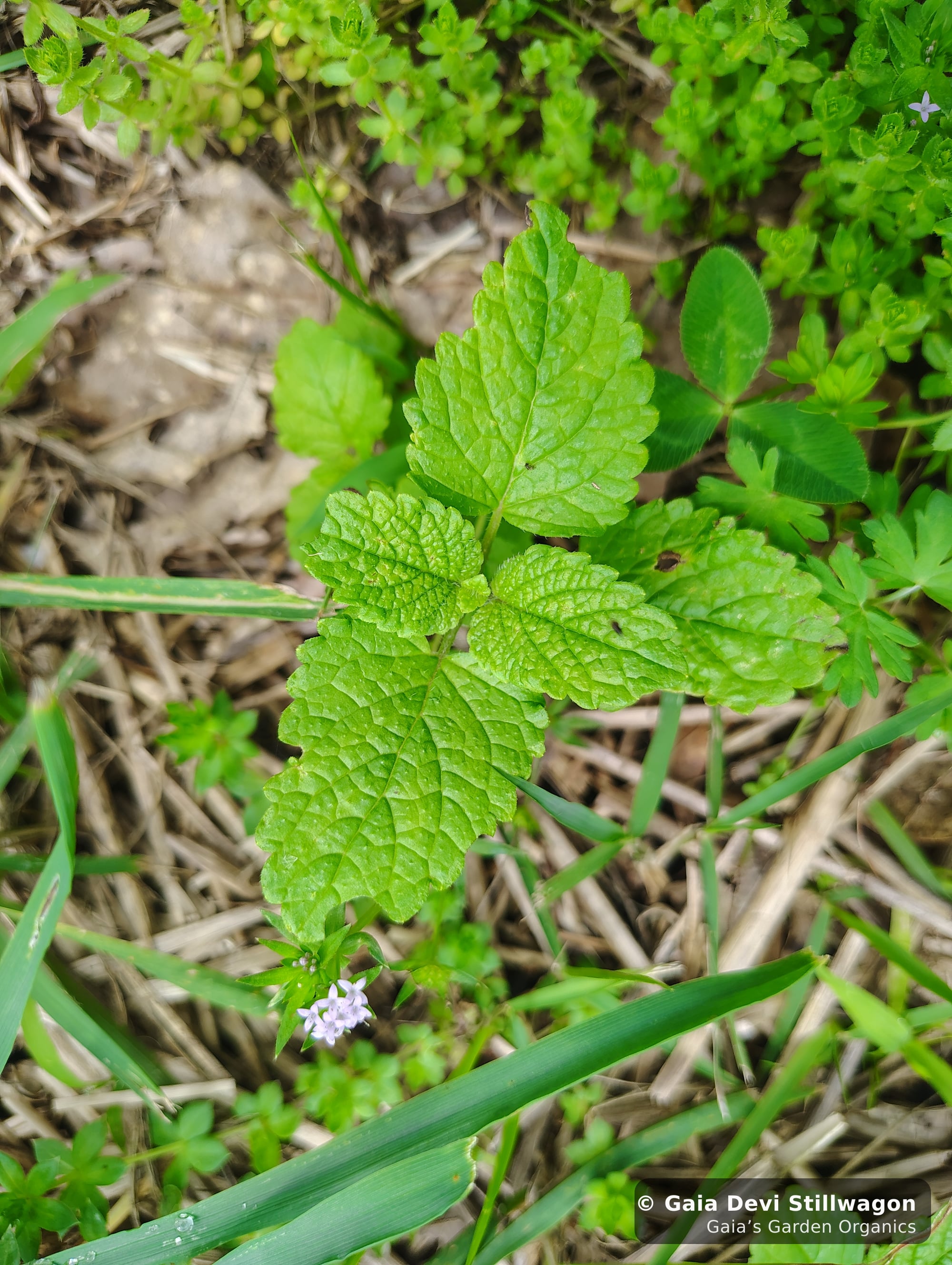 The medicinal herb garden at Gaia's Garden Organics, Umpire, Arkansas · Gaia Devi, clinical herbalist