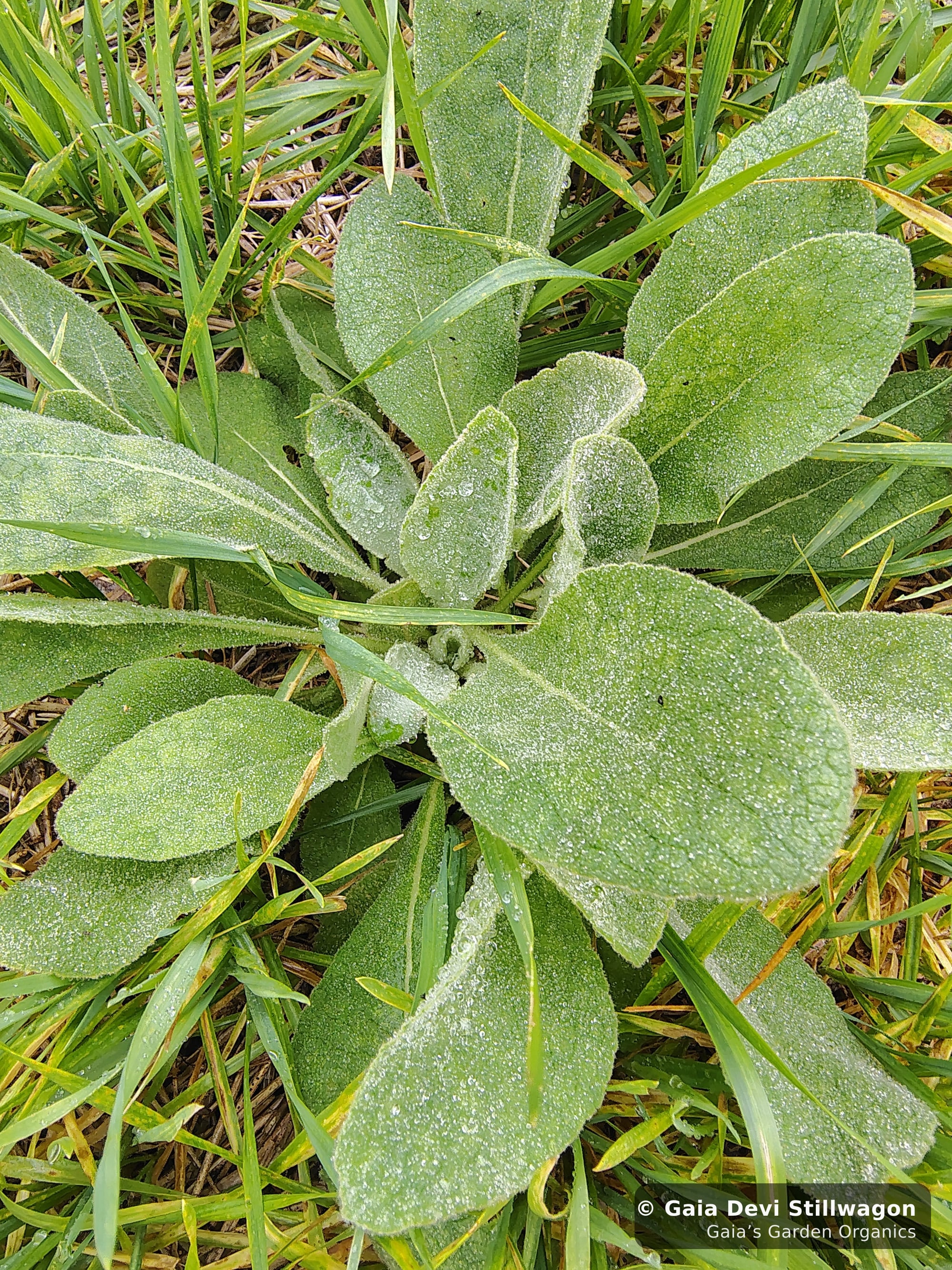 The medicinal herb garden at Gaia's Garden Organics, Umpire, Arkansas · Gaia Devi, clinical herbalist