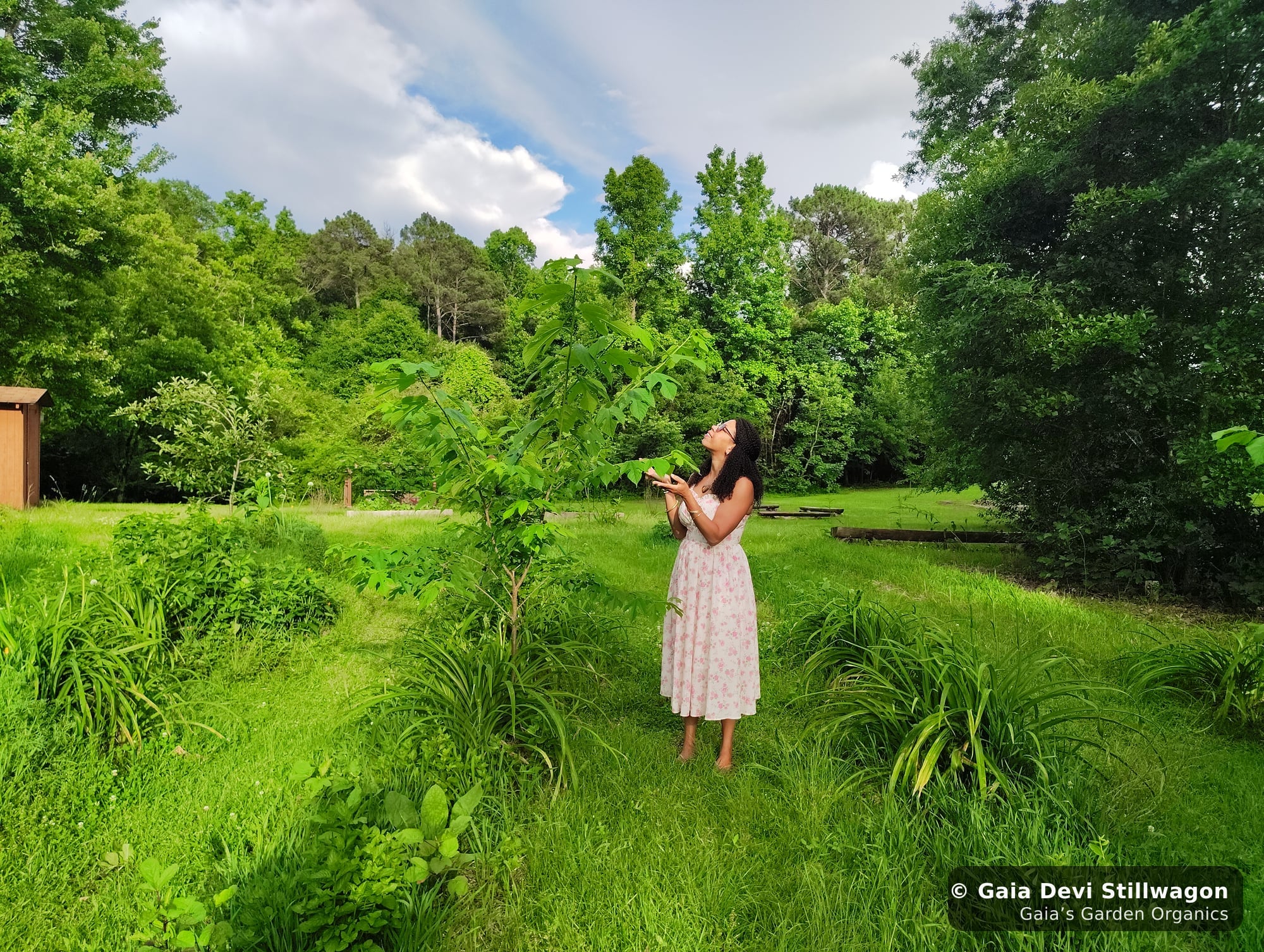 The medicinal herb garden at Gaia's Garden Organics, Umpire, Arkansas · Gaia Devi, clinical herbalist