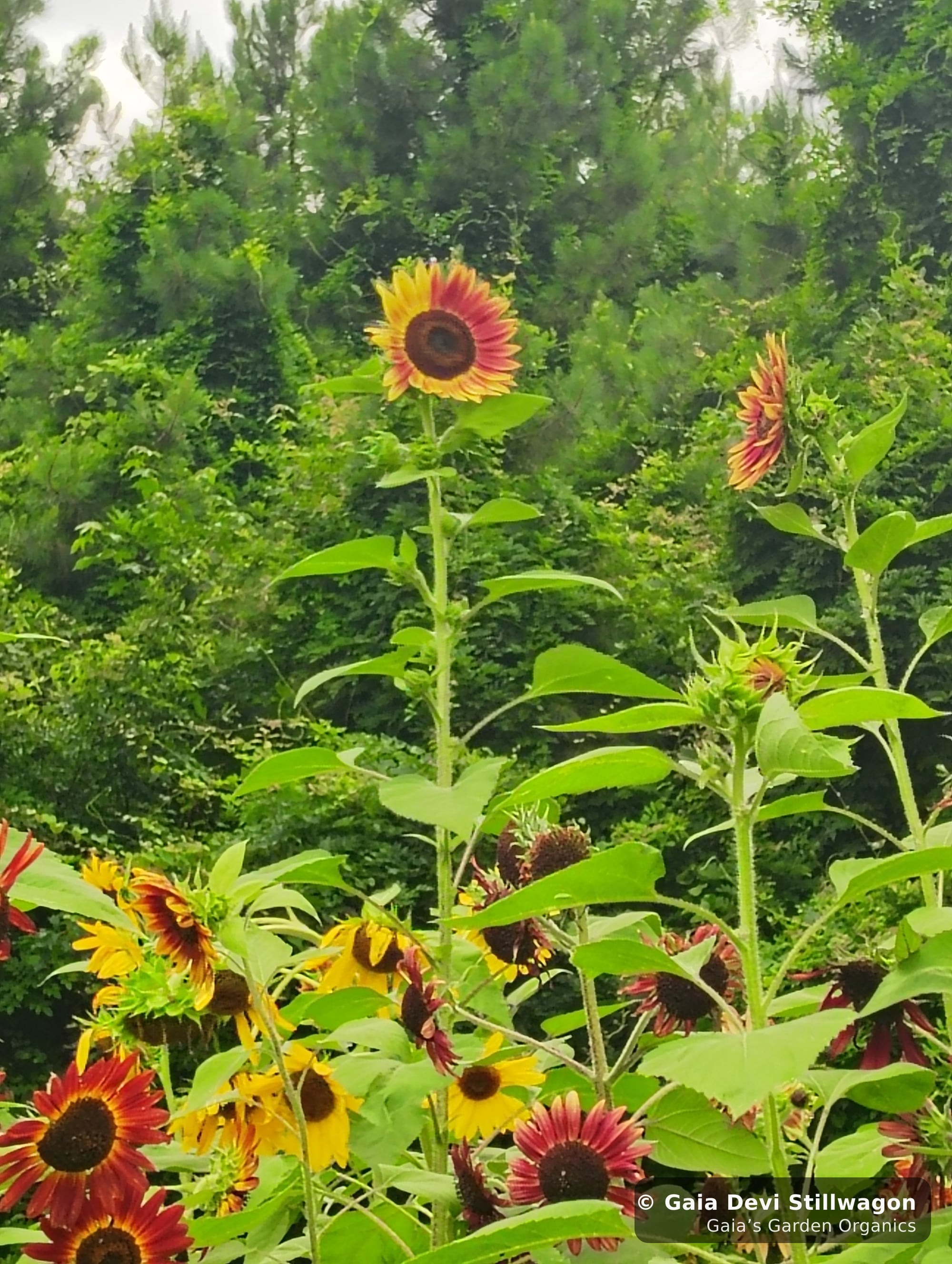 The medicinal herb garden at Gaia's Garden Organics, Umpire, Arkansas · Gaia Devi, clinical herbalist