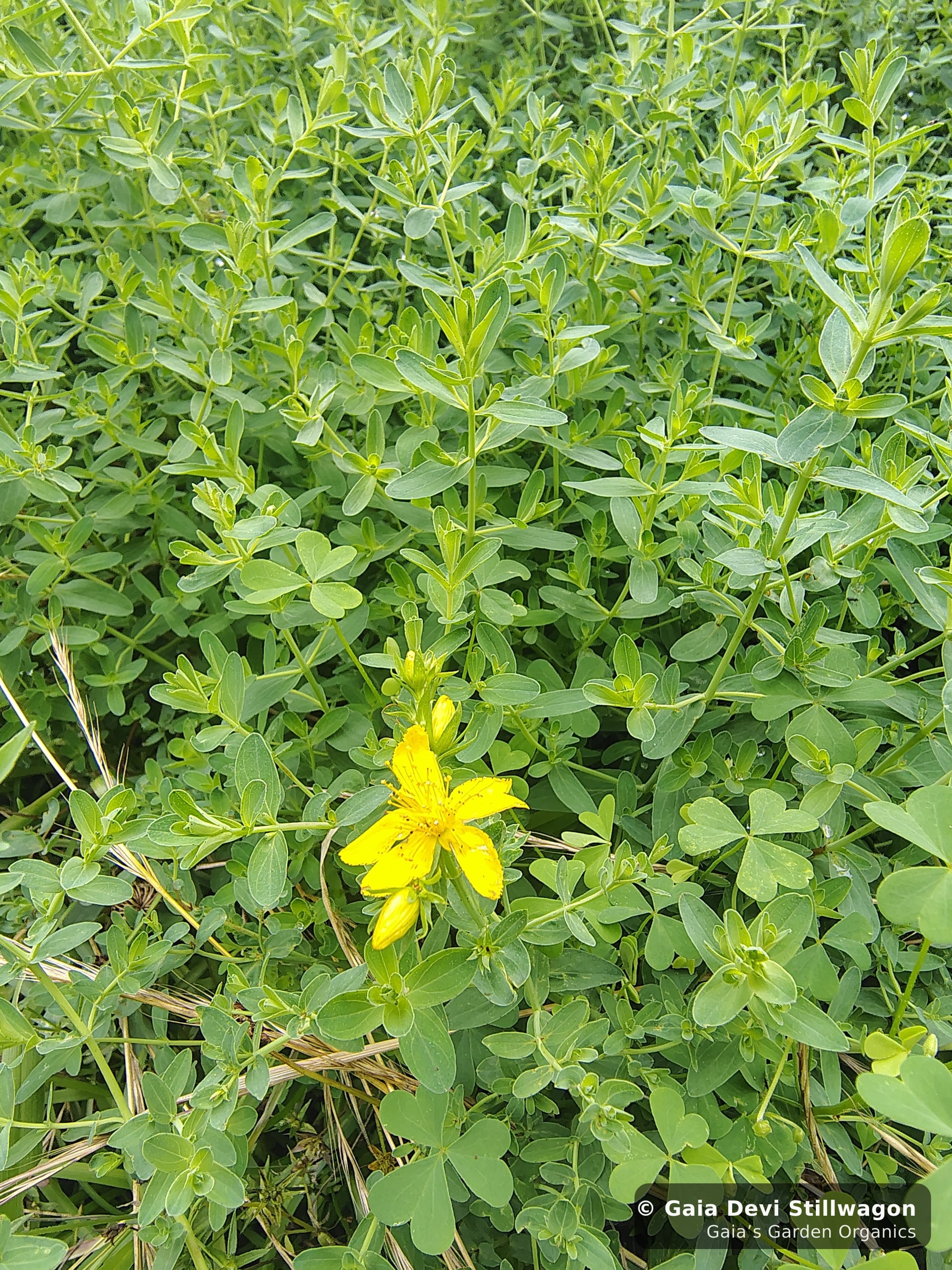 The medicinal herb garden at Gaia's Garden Organics, Umpire, Arkansas · Gaia Devi, clinical herbalist