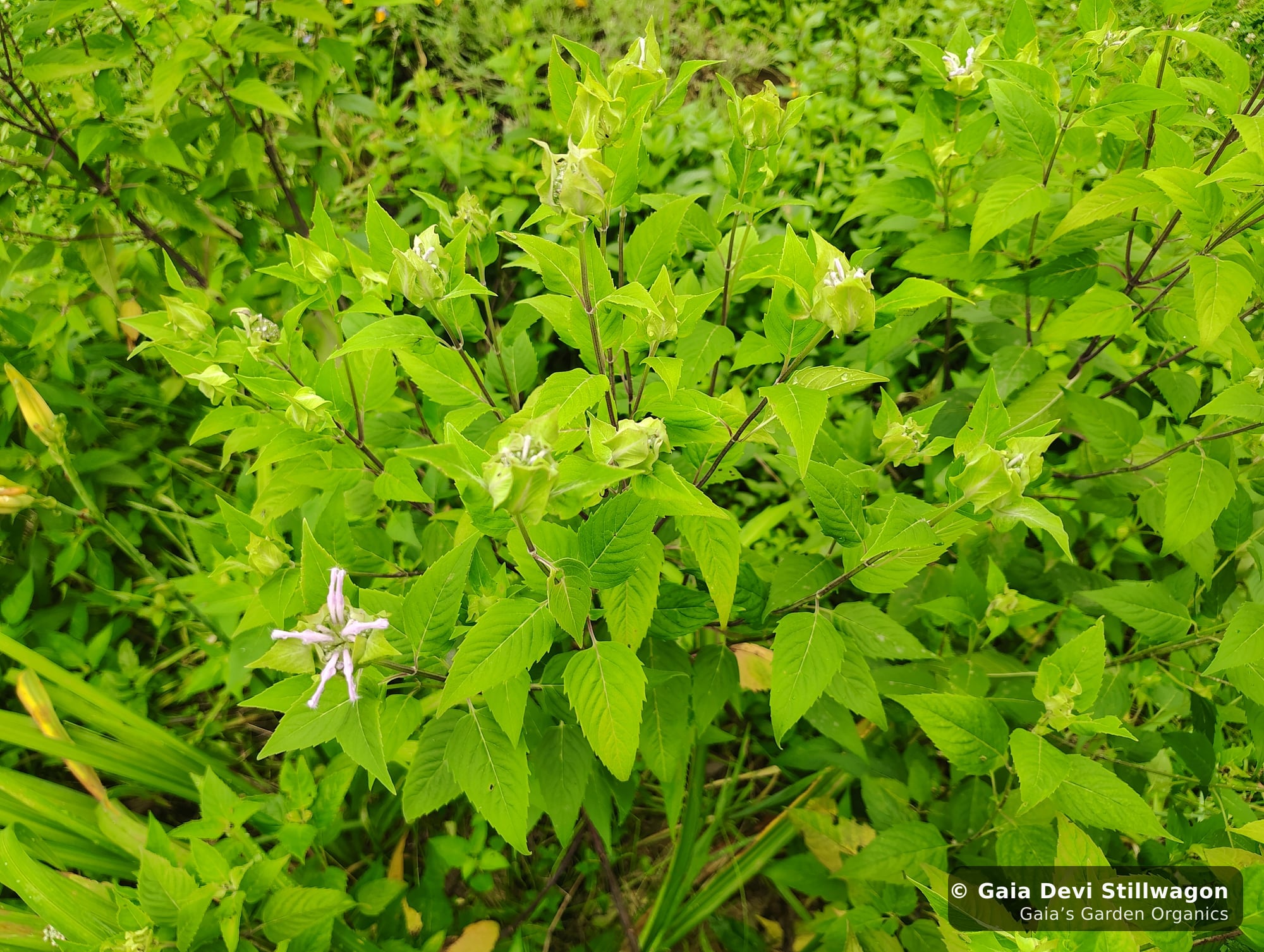 The medicinal herb garden at Gaia's Garden Organics, Umpire, Arkansas · Gaia Devi, clinical herbalist