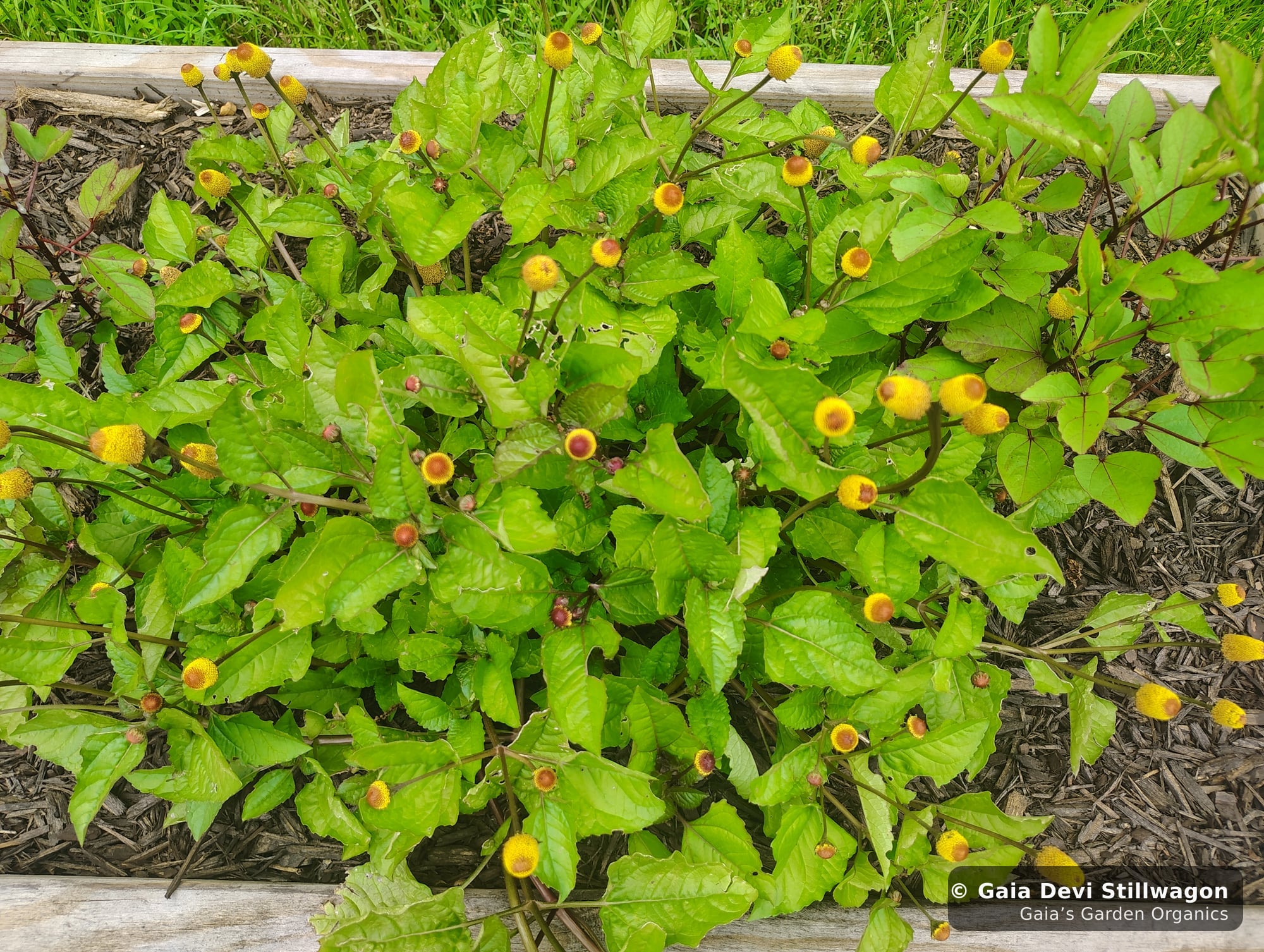 The medicinal herb garden at Gaia's Garden Organics, Umpire, Arkansas · Gaia Devi, clinical herbalist
