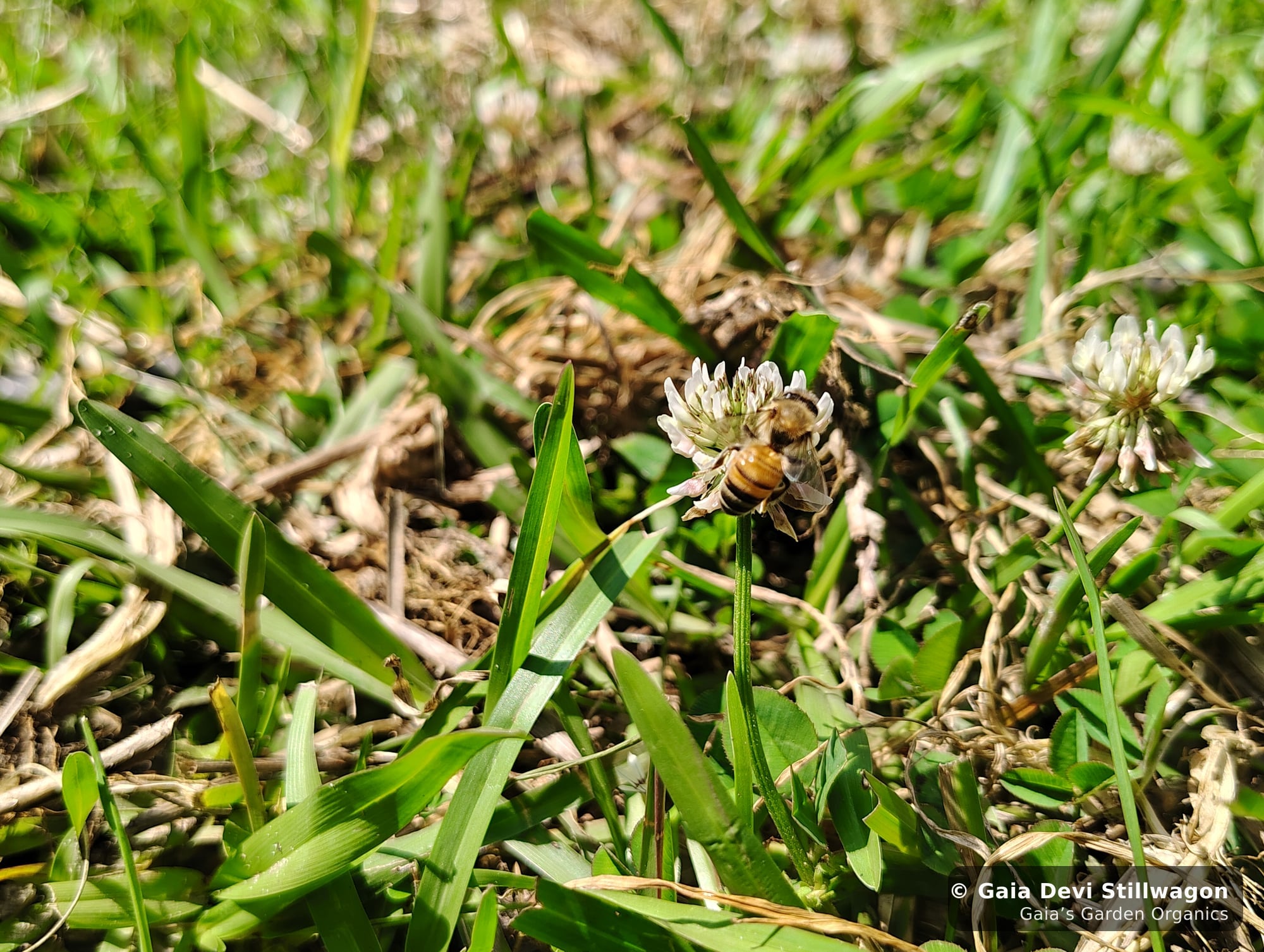 The medicinal herb garden at Gaia's Garden Organics, Umpire, Arkansas · Gaia Devi, clinical herbalist