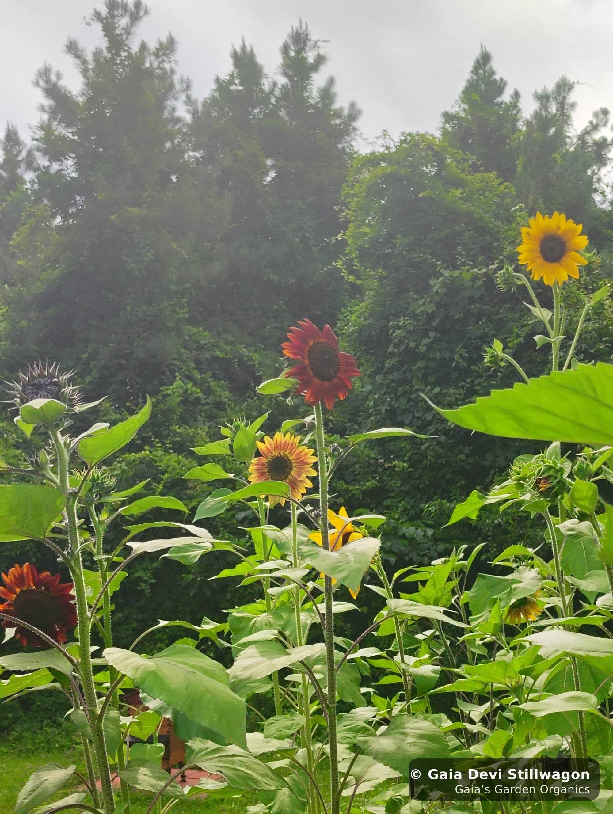 The medicinal herb garden at Gaia's Garden Organics, Umpire, Arkansas · Gaia Devi, clinical herbalist