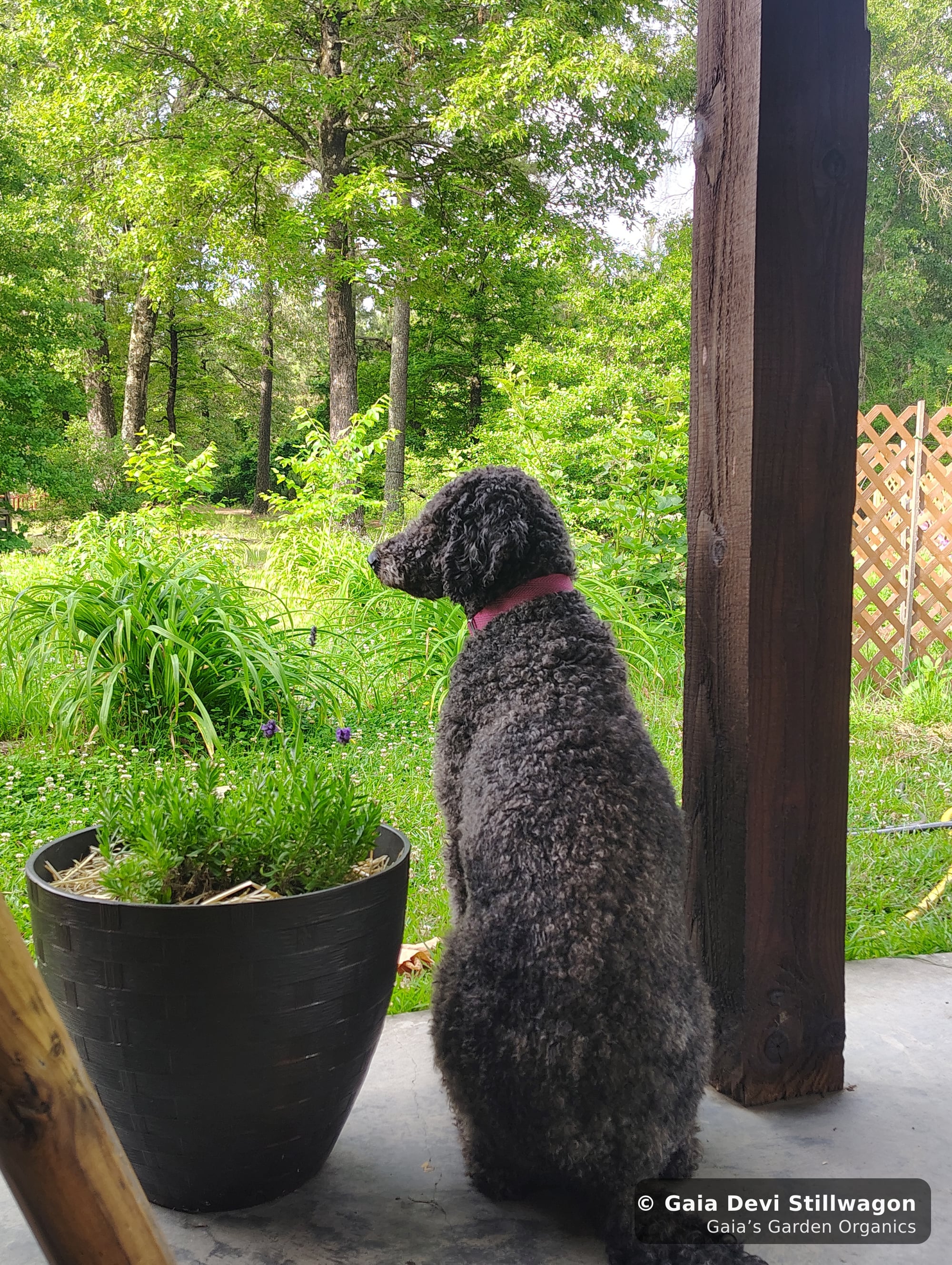 The medicinal herb garden at Gaia's Garden Organics, Umpire, Arkansas · Gaia Devi, clinical herbalist