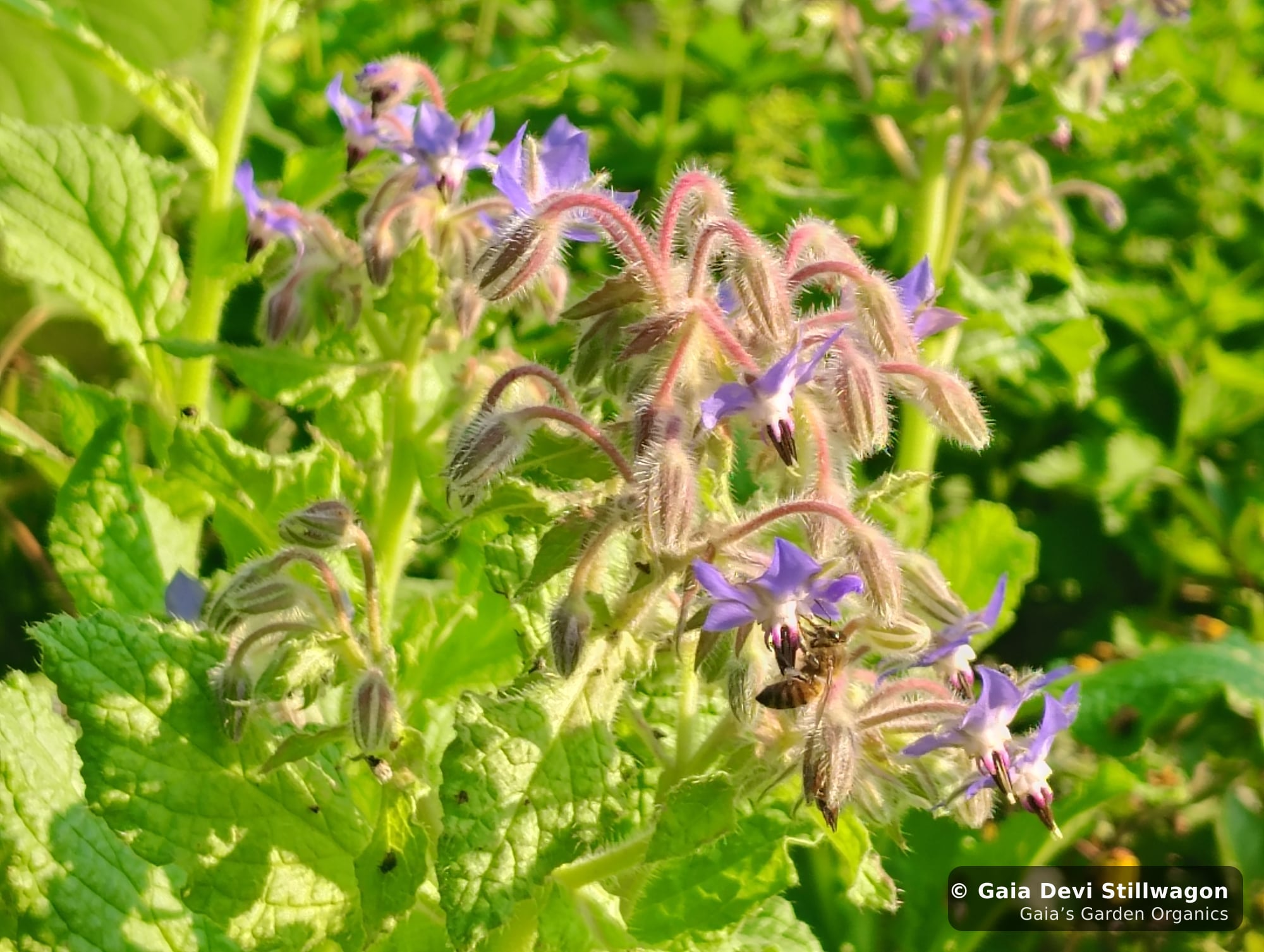 The medicinal herb garden at Gaia's Garden Organics, Umpire, Arkansas · Gaia Devi, clinical herbalist