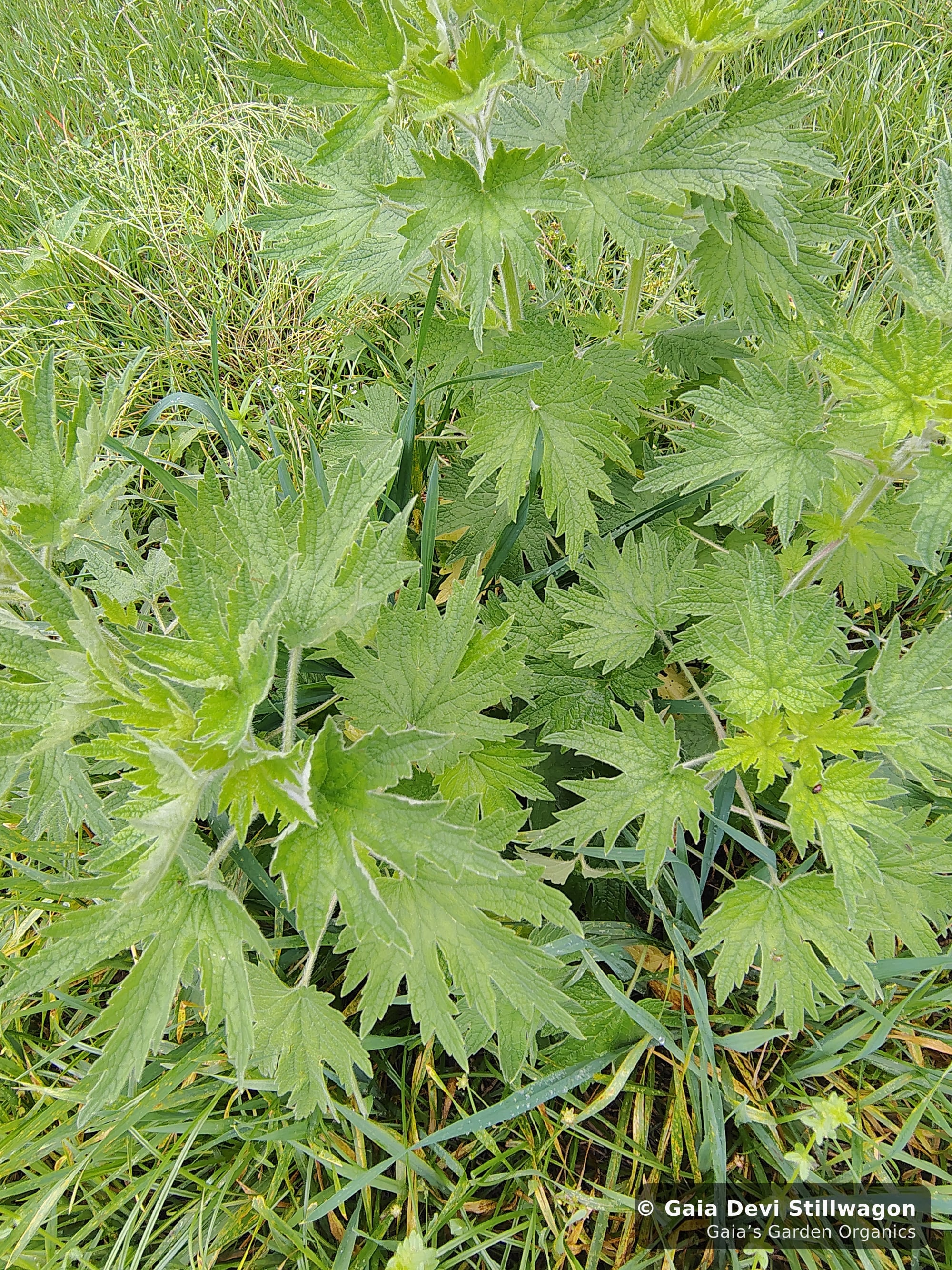 The medicinal herb garden at Gaia's Garden Organics, Umpire, Arkansas · Gaia Devi, clinical herbalist