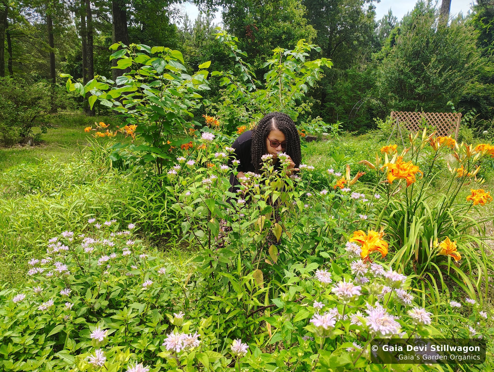 The medicinal herb garden at Gaia's Garden Organics, Umpire, Arkansas · Gaia Devi, clinical herbalist