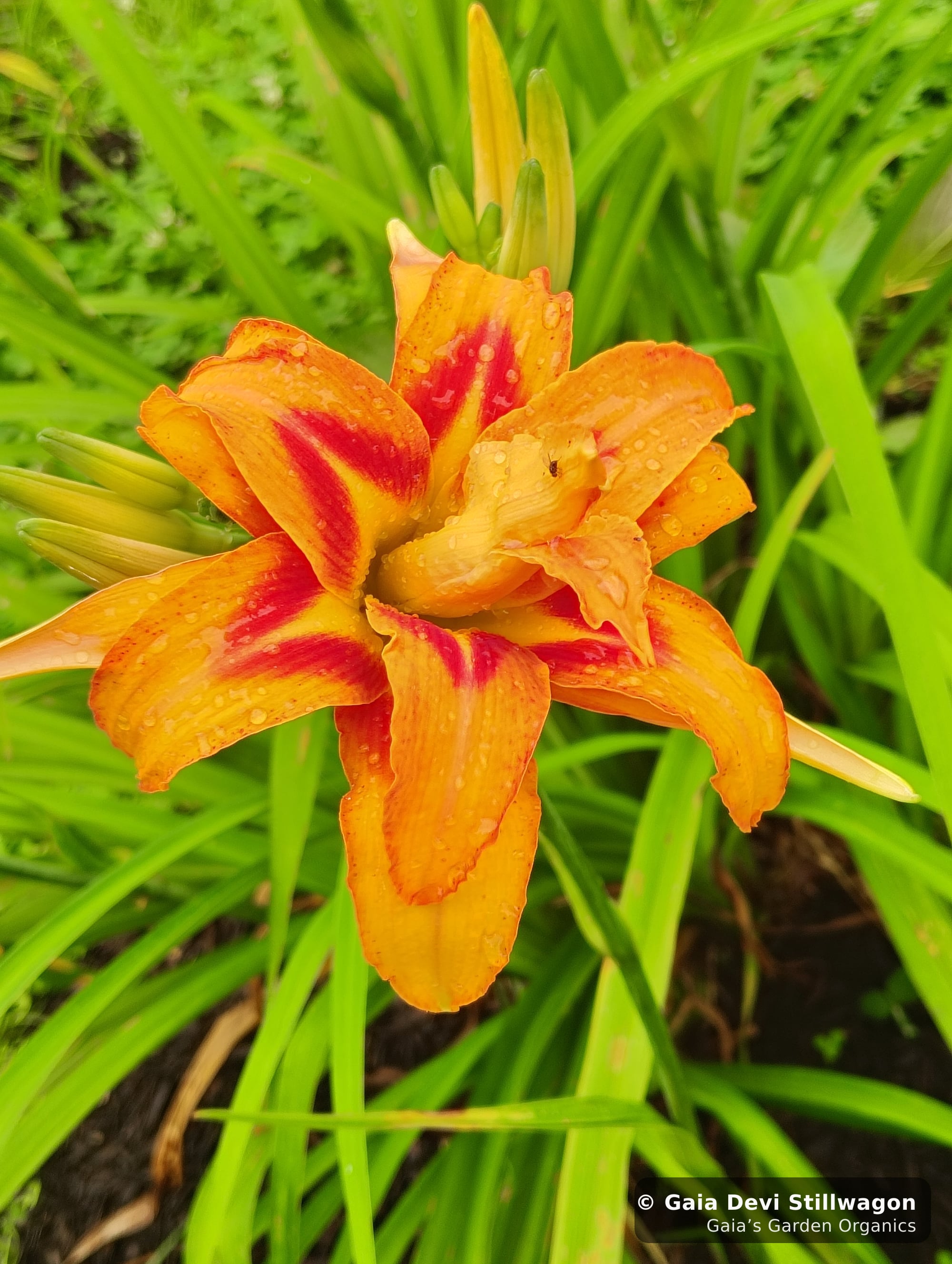 The medicinal herb garden at Gaia's Garden Organics, Umpire, Arkansas · Gaia Devi, clinical herbalist