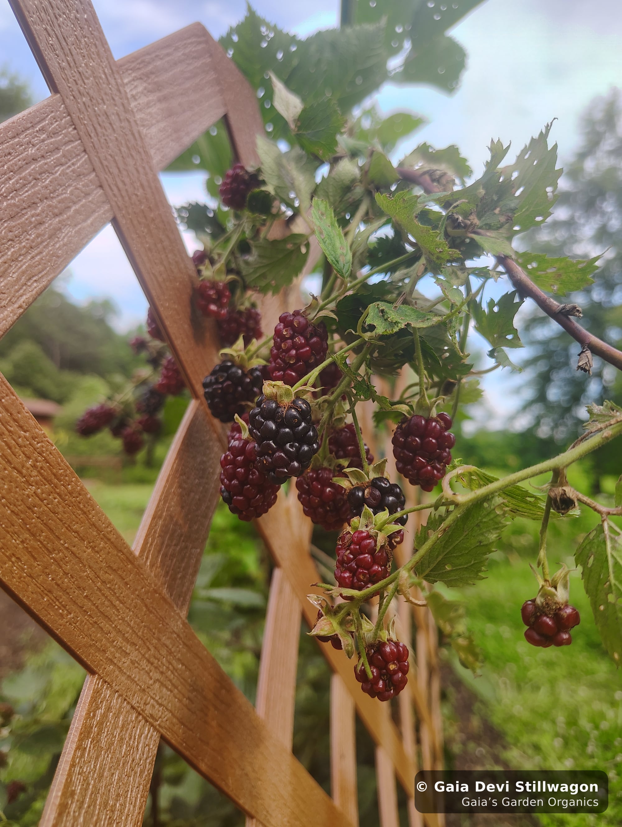 The medicinal herb garden at Gaia's Garden Organics, Umpire, Arkansas · Gaia Devi, clinical herbalist