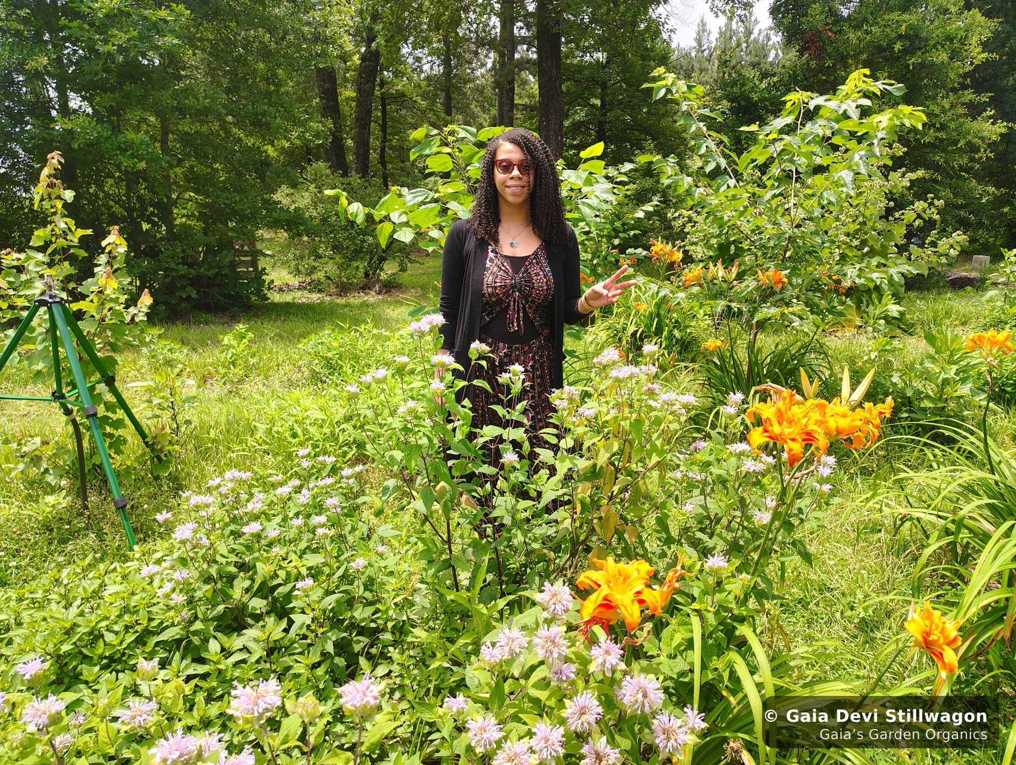 The medicinal herb garden at Gaia's Garden Organics, Umpire, Arkansas · Gaia Devi, clinical herbalist