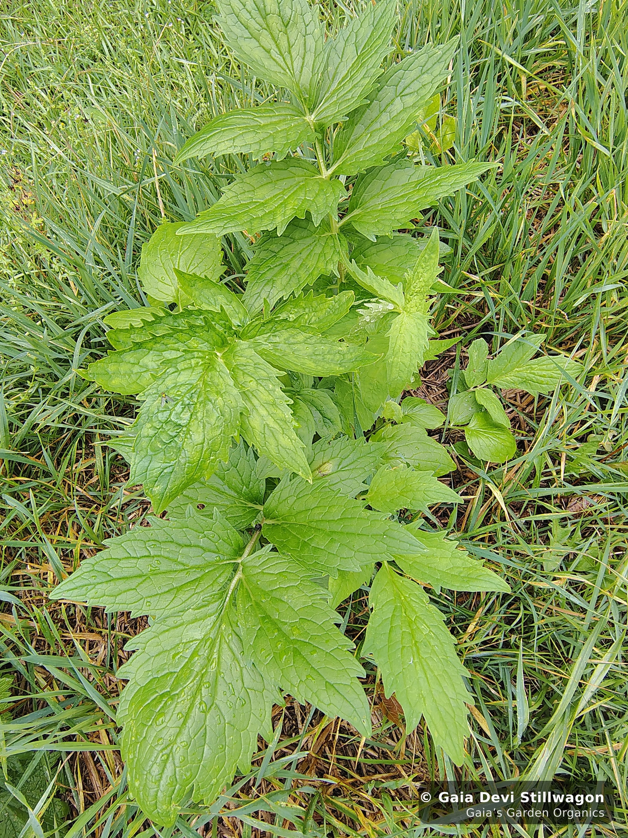 The medicinal herb garden at Gaia's Garden Organics, Umpire, Arkansas · Gaia Devi, clinical herbalist