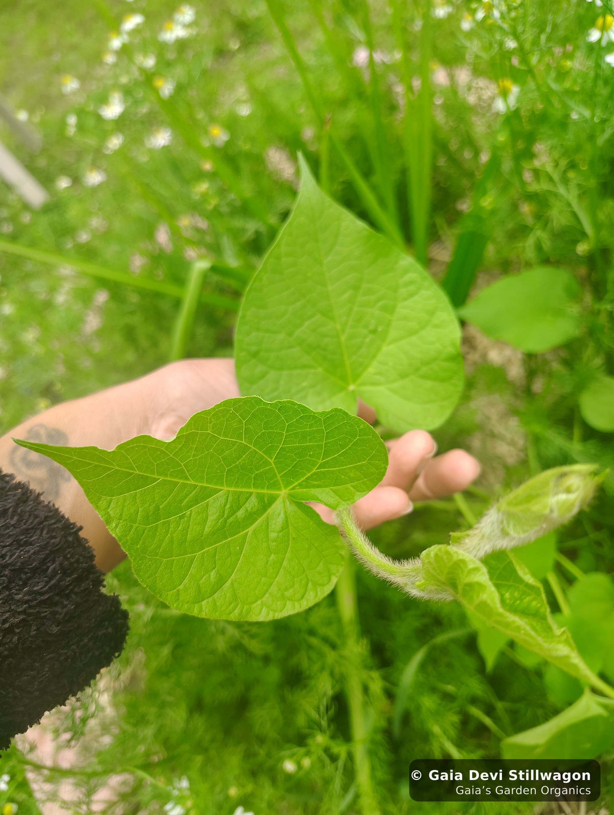 The medicinal herb garden at Gaia's Garden Organics, Umpire, Arkansas · Gaia Devi, clinical herbalist
