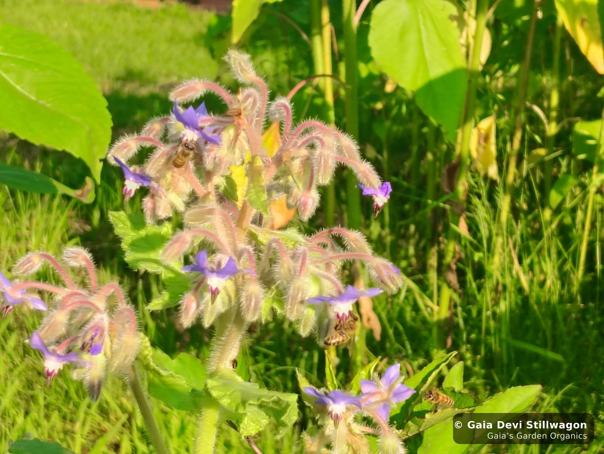 The medicinal herb garden at Gaia's Garden Organics, Umpire, Arkansas · Gaia Devi, clinical herbalist