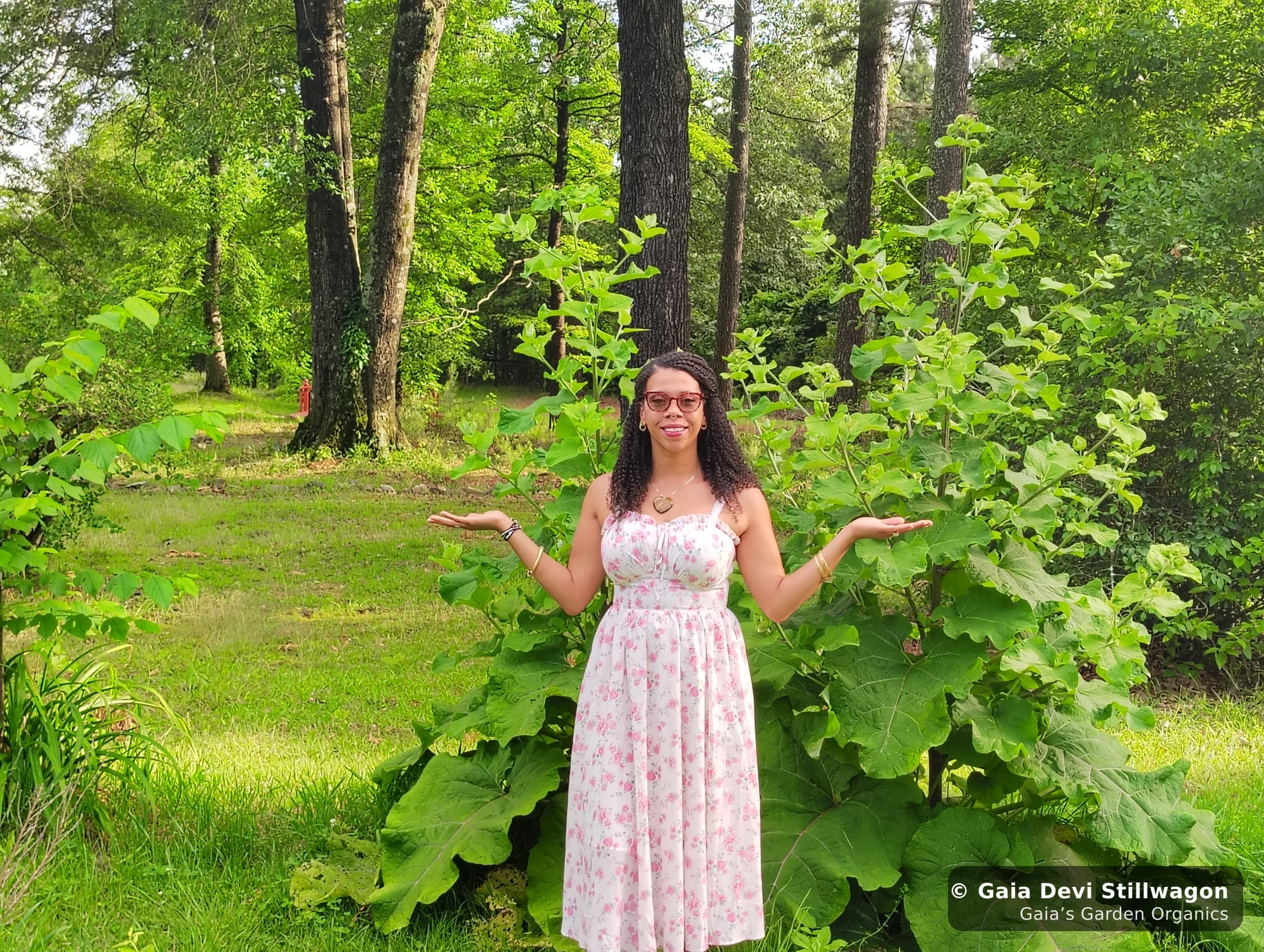 The medicinal herb garden at Gaia's Garden Organics, Umpire, Arkansas · Gaia Devi, clinical herbalist