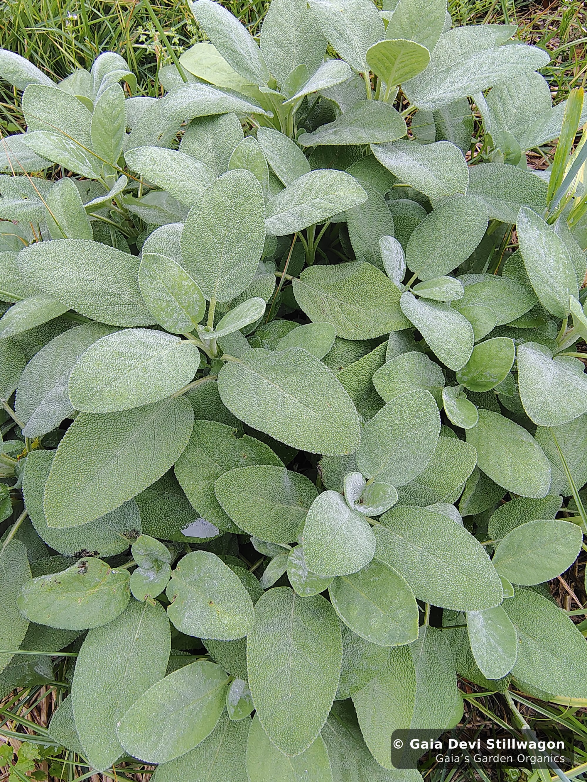 The medicinal herb garden at Gaia's Garden Organics, Umpire, Arkansas · Gaia Devi, clinical herbalist