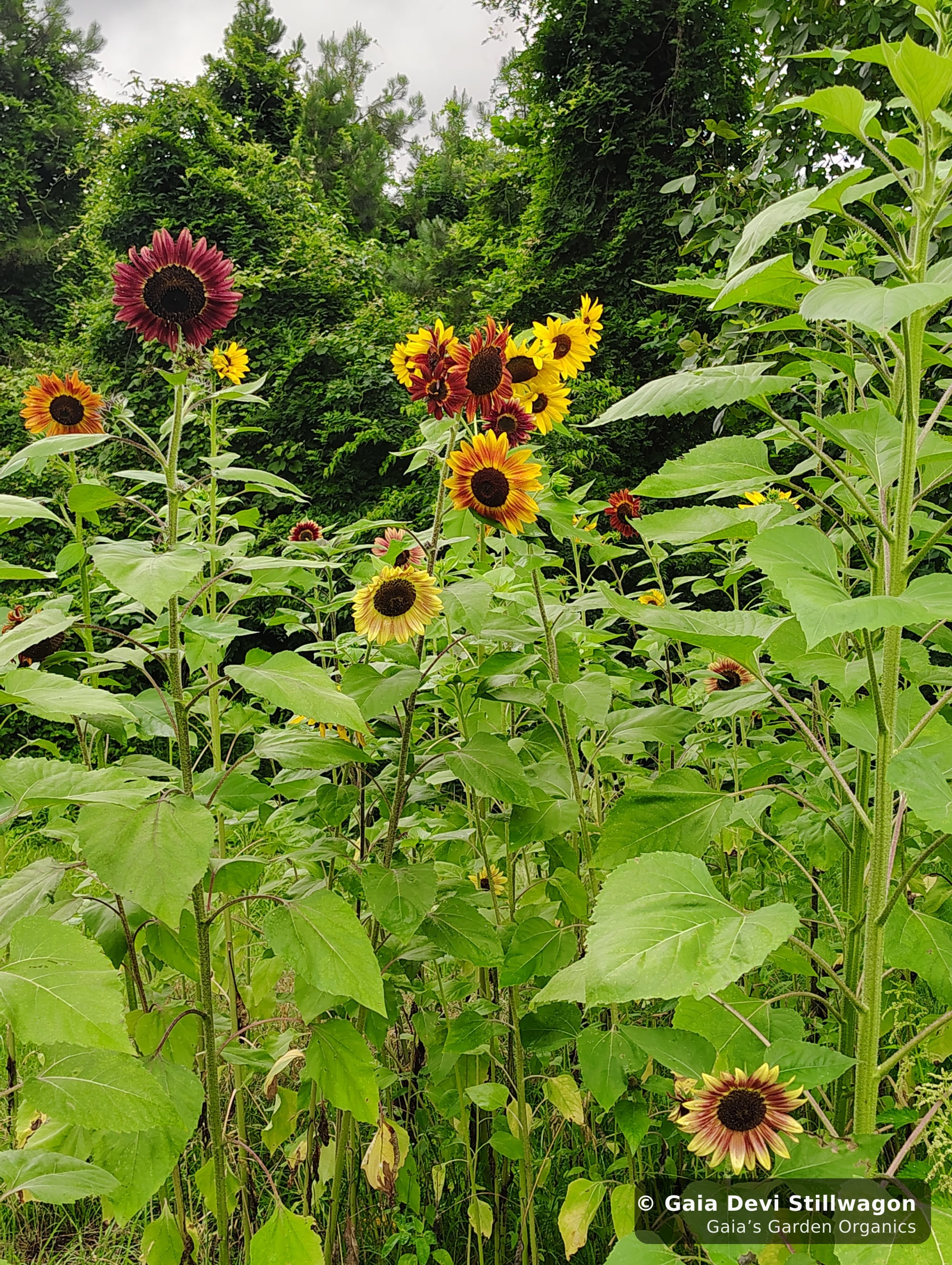 The medicinal herb garden at Gaia's Garden Organics, Umpire, Arkansas · Gaia Devi, clinical herbalist