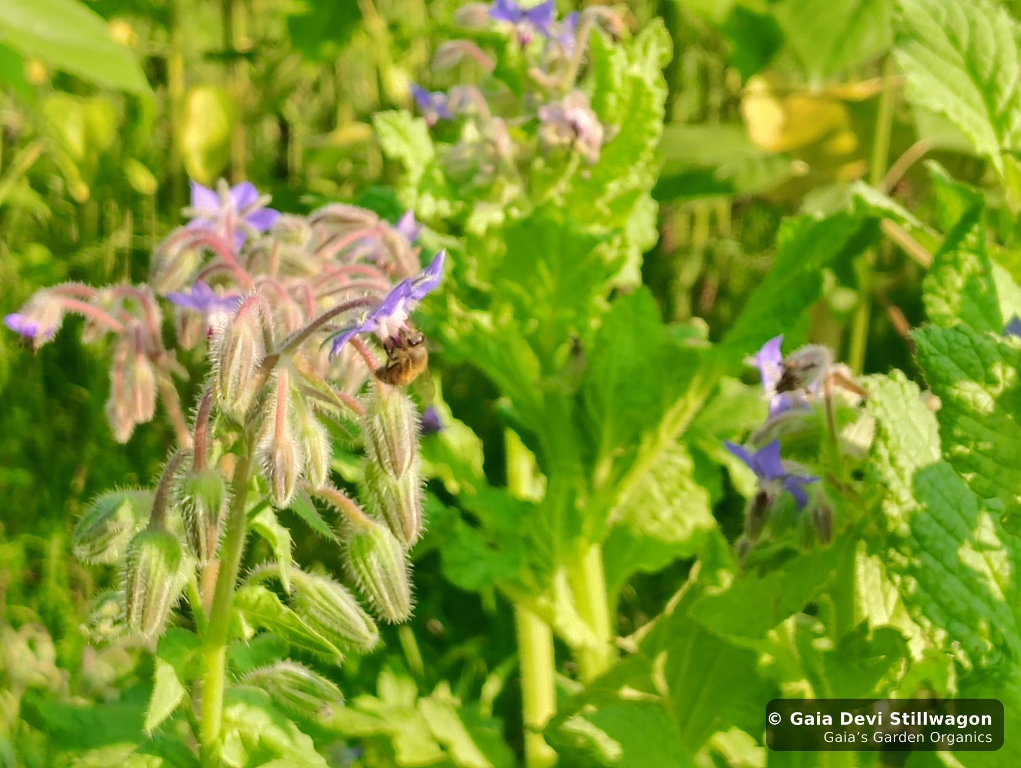 The medicinal herb garden at Gaia's Garden Organics, Umpire, Arkansas · Gaia Devi, clinical herbalist