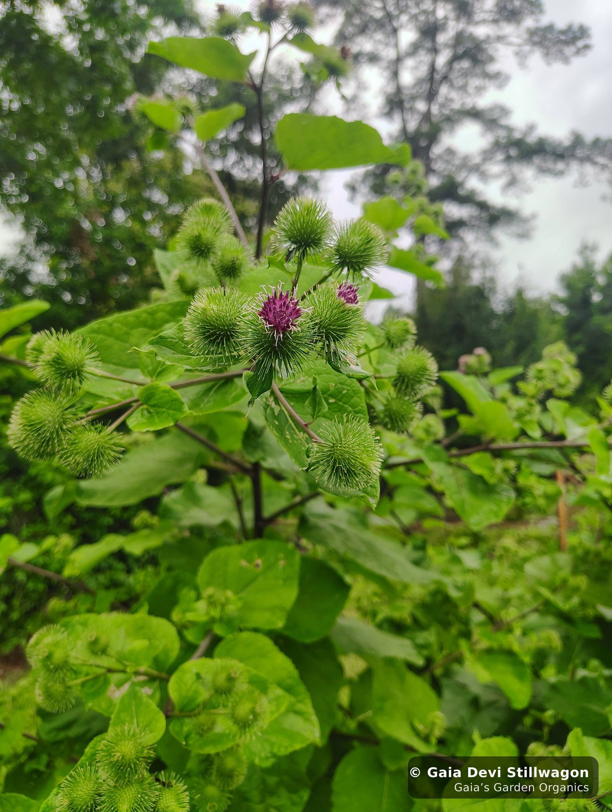 The medicinal herb garden at Gaia's Garden Organics, Umpire, Arkansas · Gaia Devi, clinical herbalist