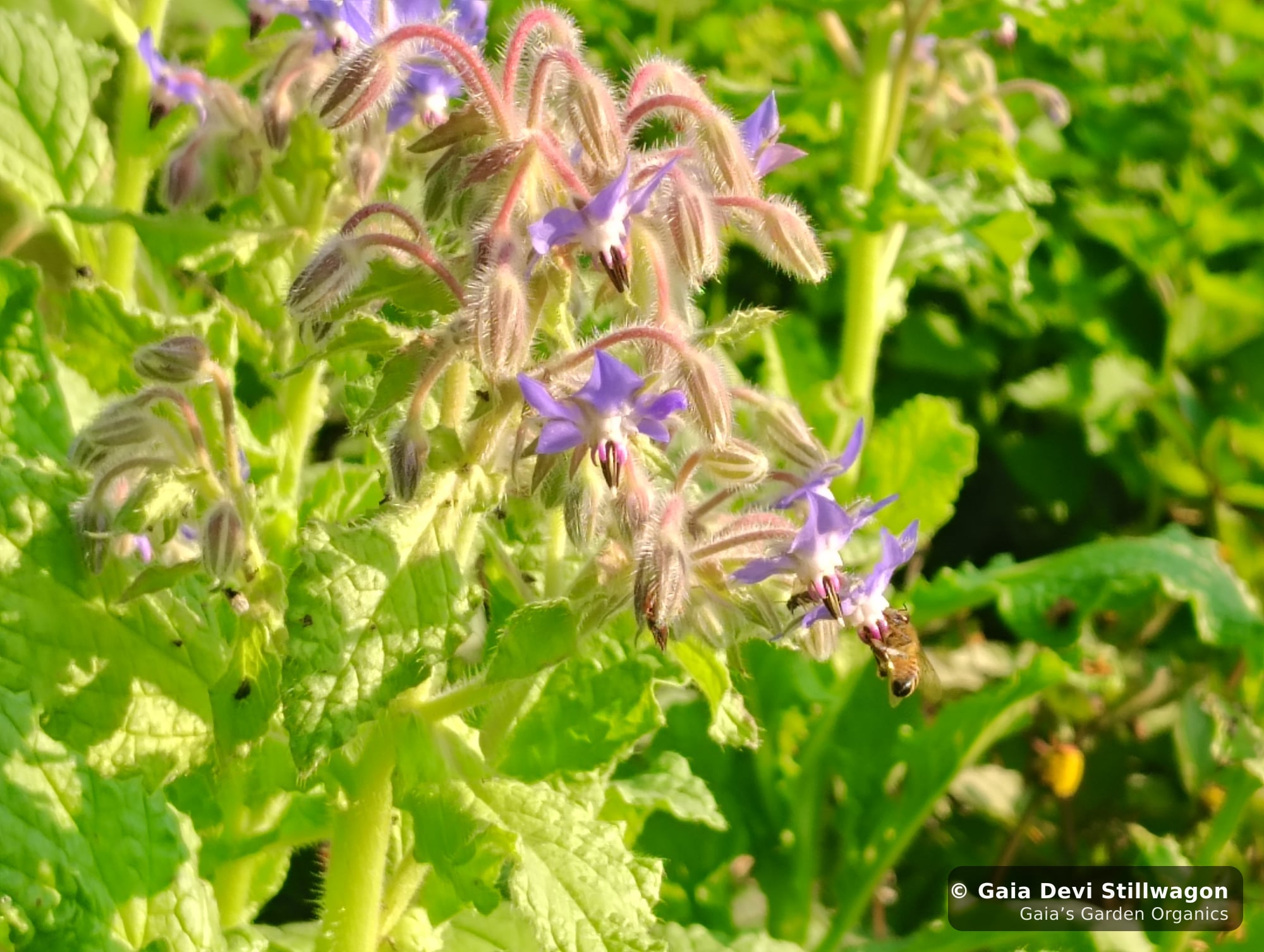 The medicinal herb garden at Gaia's Garden Organics, Umpire, Arkansas · Gaia Devi, clinical herbalist