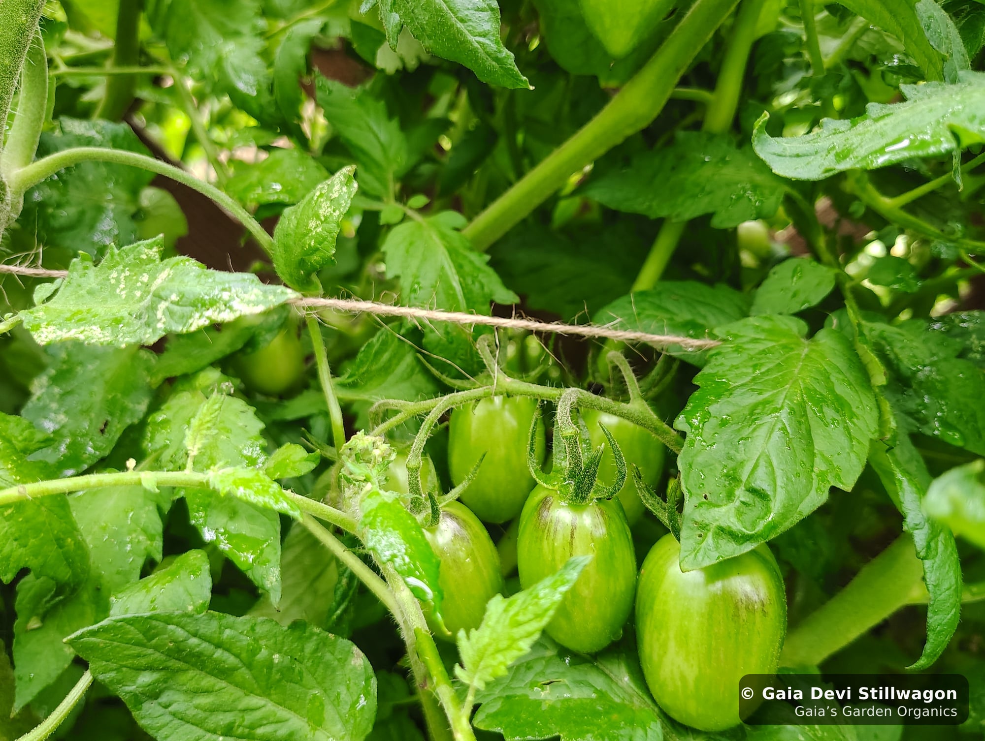 The medicinal herb garden at Gaia's Garden Organics, Umpire, Arkansas · Gaia Devi, clinical herbalist