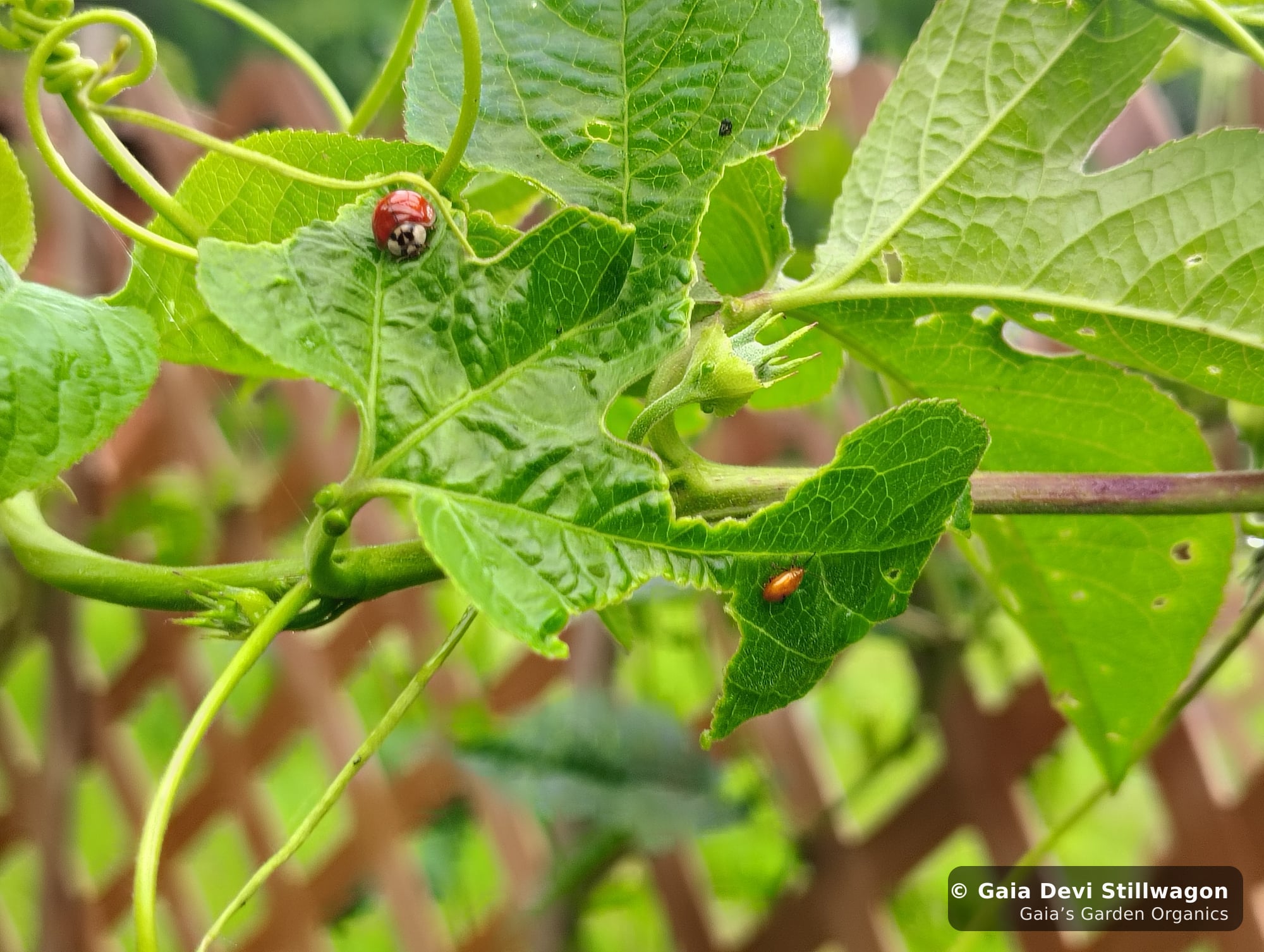 The medicinal herb garden at Gaia's Garden Organics, Umpire, Arkansas · Gaia Devi, clinical herbalist