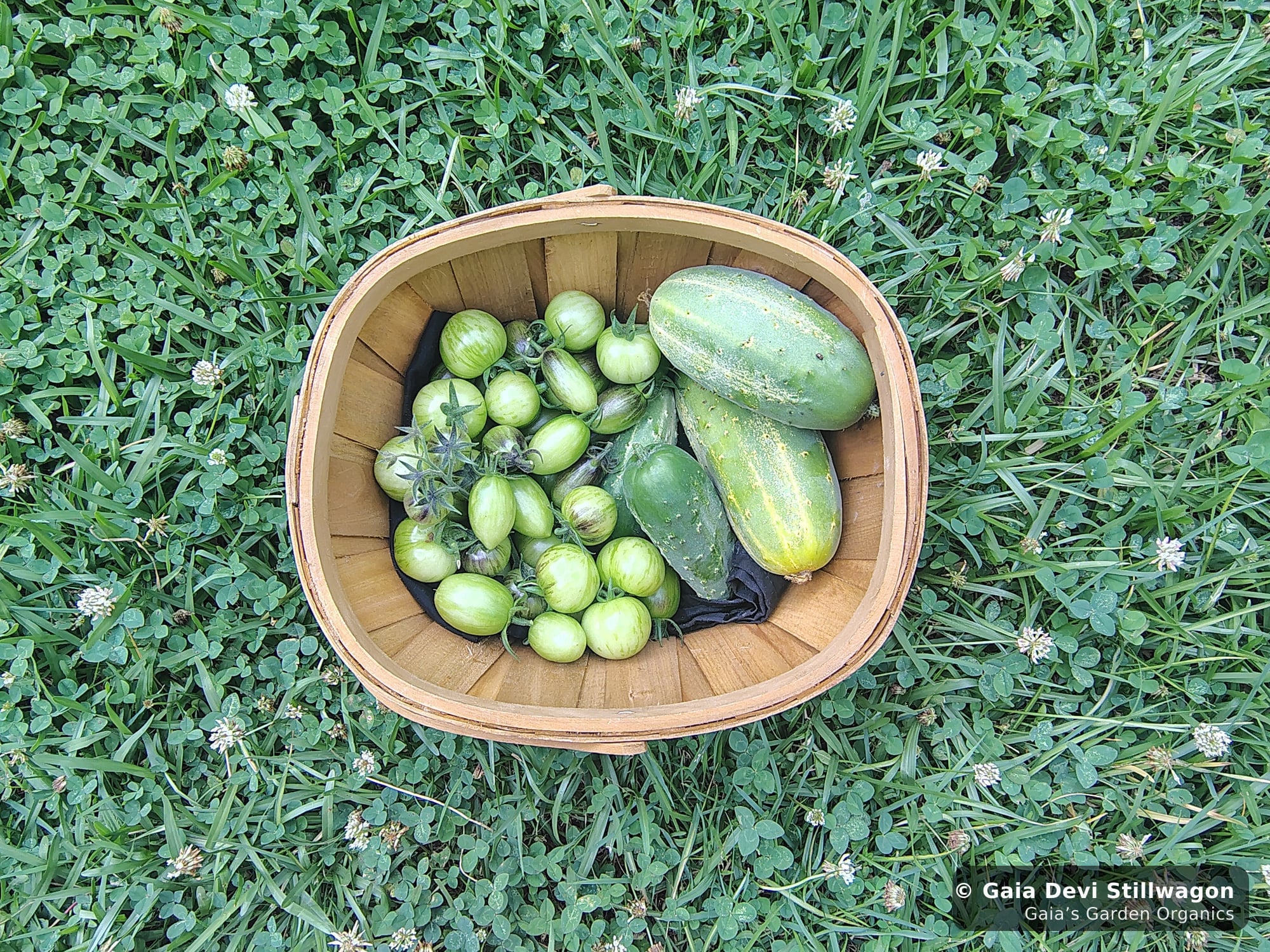 The medicinal herb garden at Gaia's Garden Organics, Umpire, Arkansas · Gaia Devi, clinical herbalist
