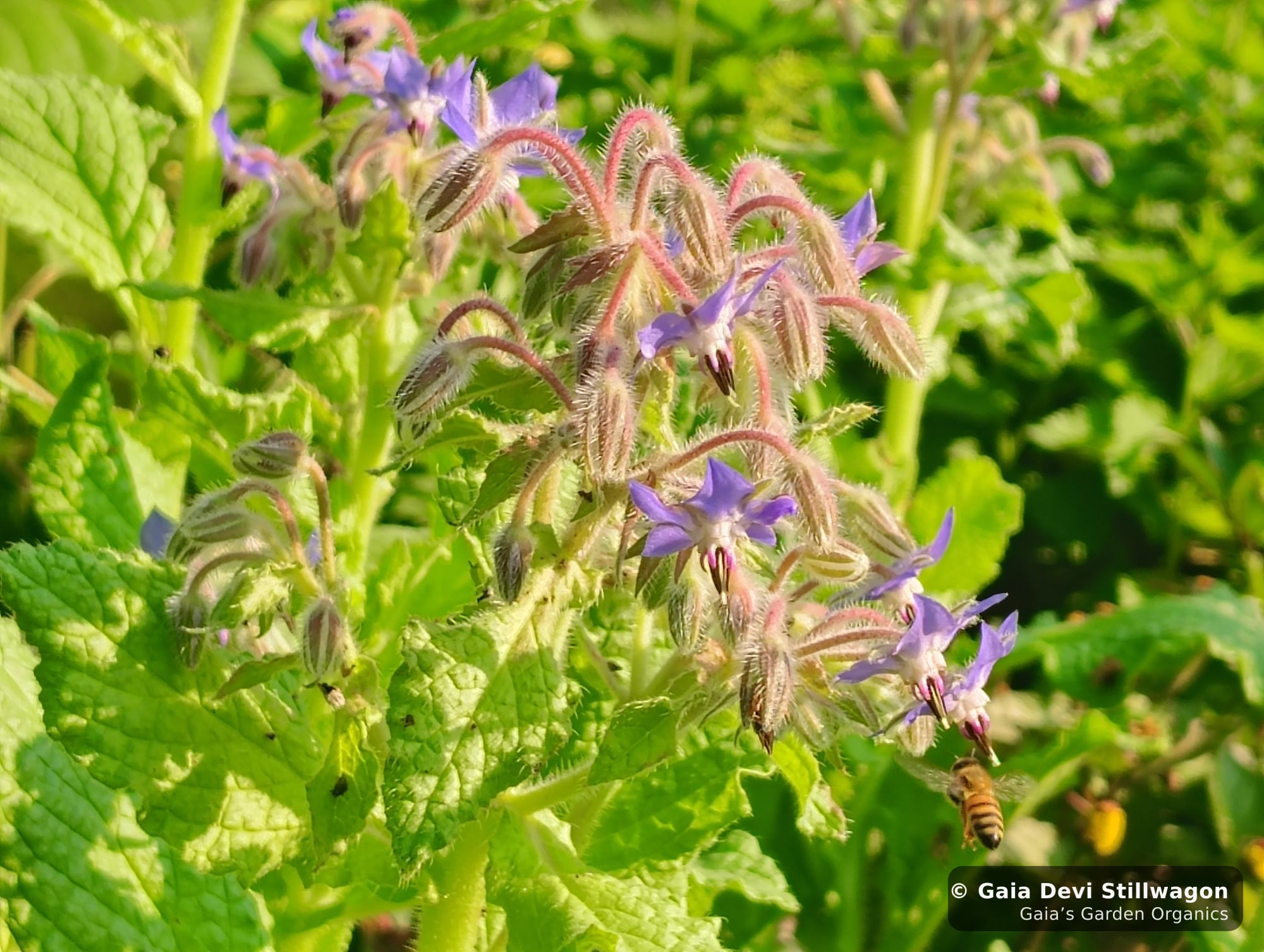 The medicinal herb garden at Gaia's Garden Organics, Umpire, Arkansas · Gaia Devi, clinical herbalist