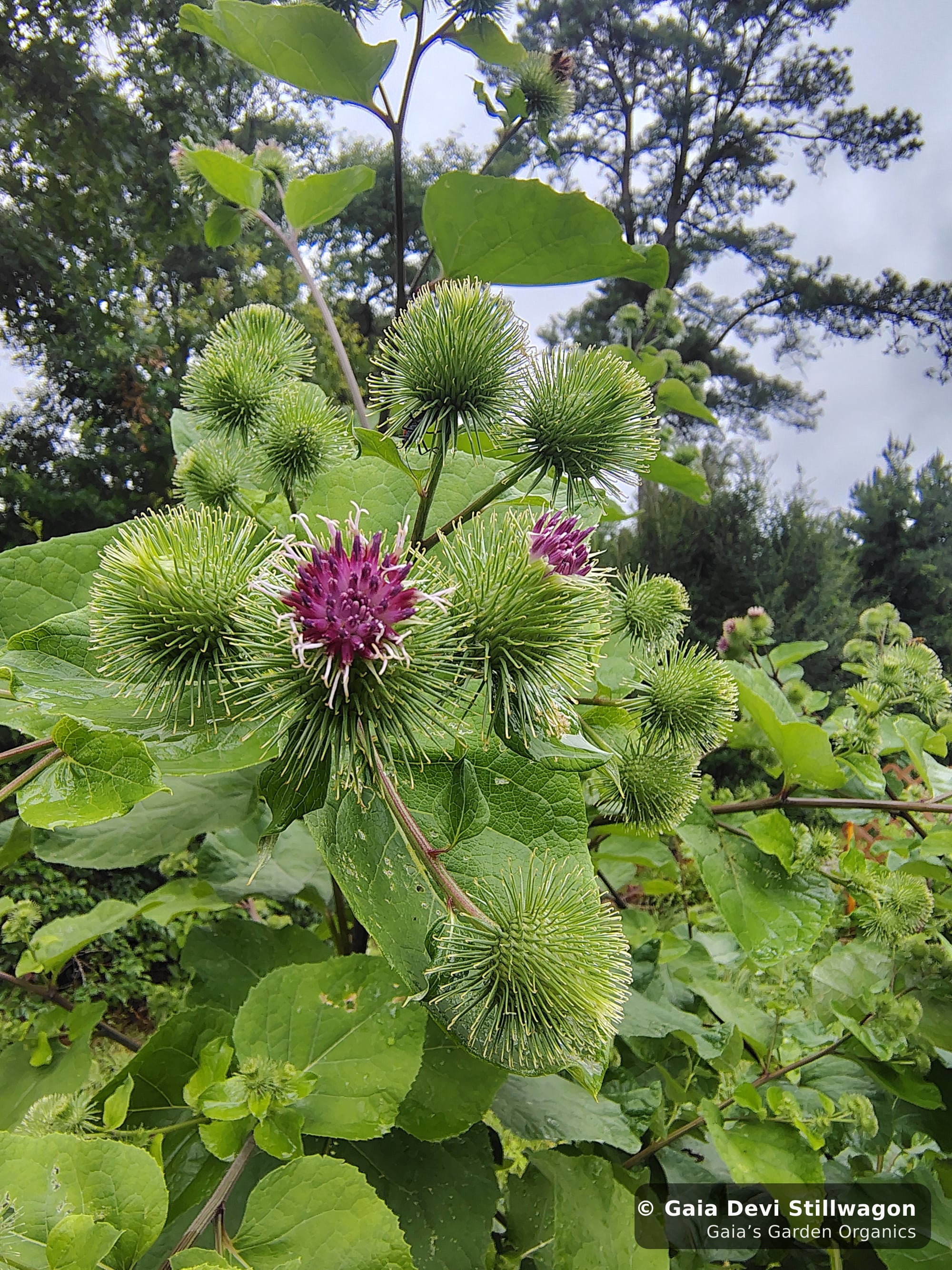 The medicinal herb garden at Gaia's Garden Organics, Umpire, Arkansas · Gaia Devi, clinical herbalist