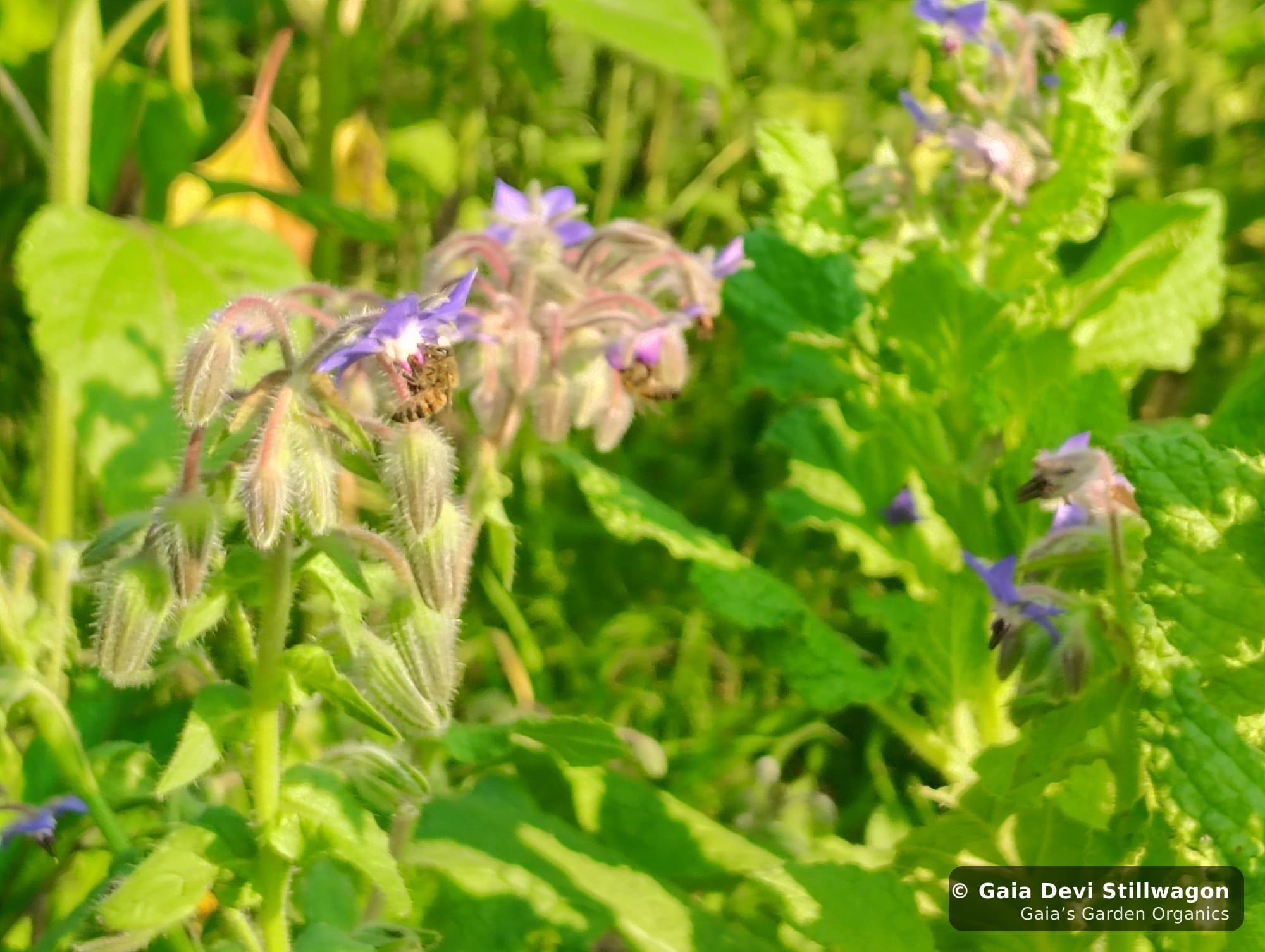 The medicinal herb garden at Gaia's Garden Organics, Umpire, Arkansas · Gaia Devi, clinical herbalist
