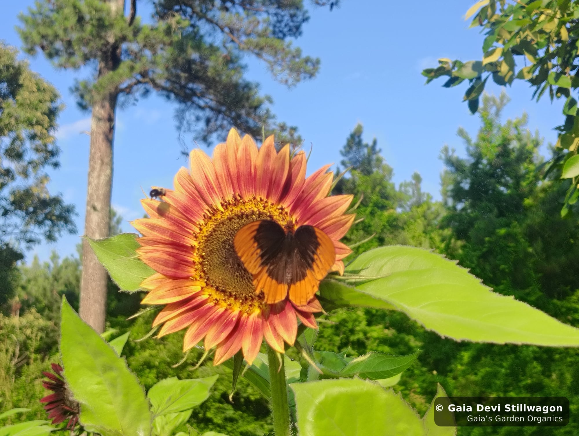 The medicinal herb garden at Gaia's Garden Organics, Umpire, Arkansas · Gaia Devi, clinical herbalist