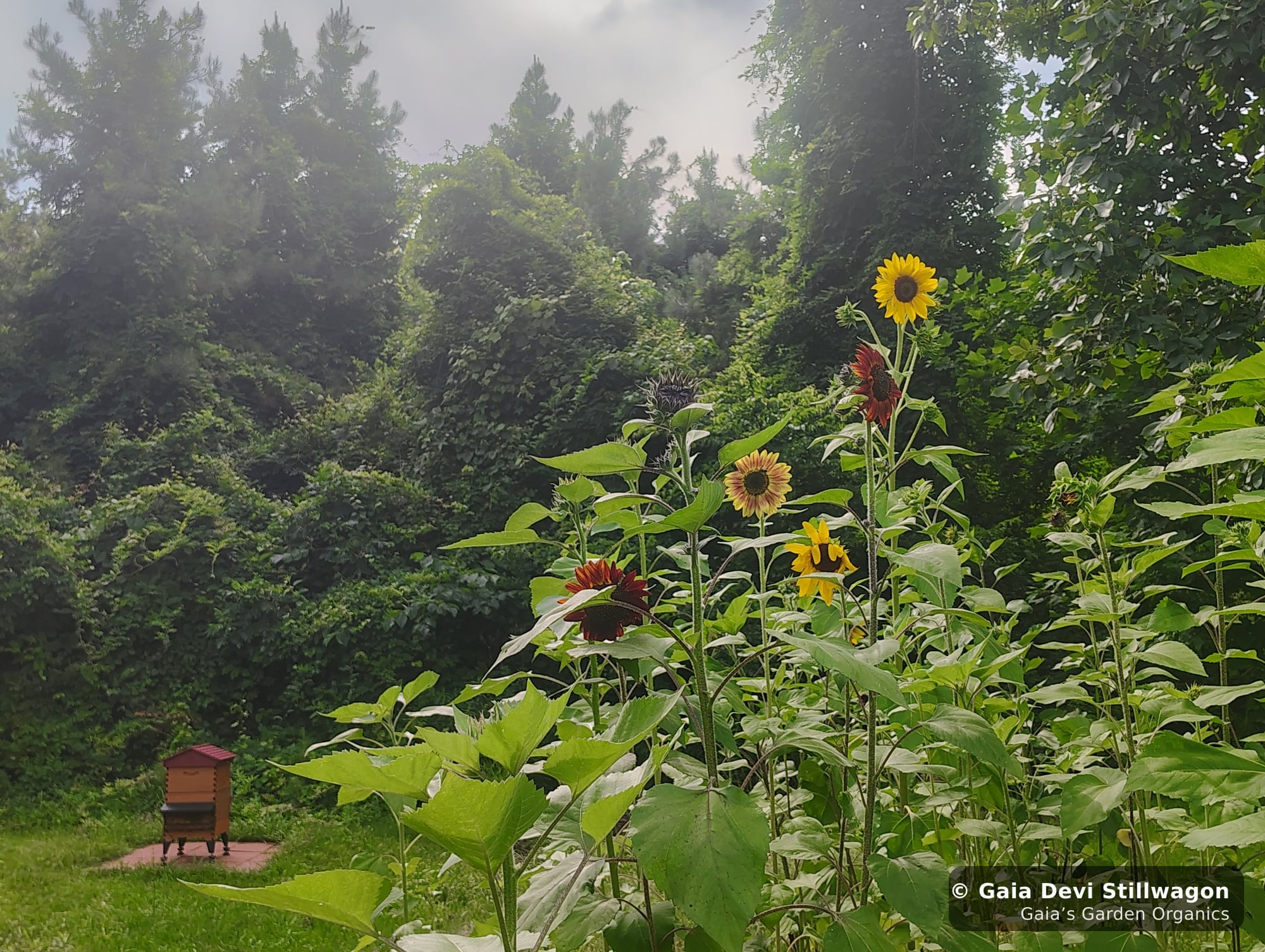 The medicinal herb garden at Gaia's Garden Organics, Umpire, Arkansas · Gaia Devi, clinical herbalist