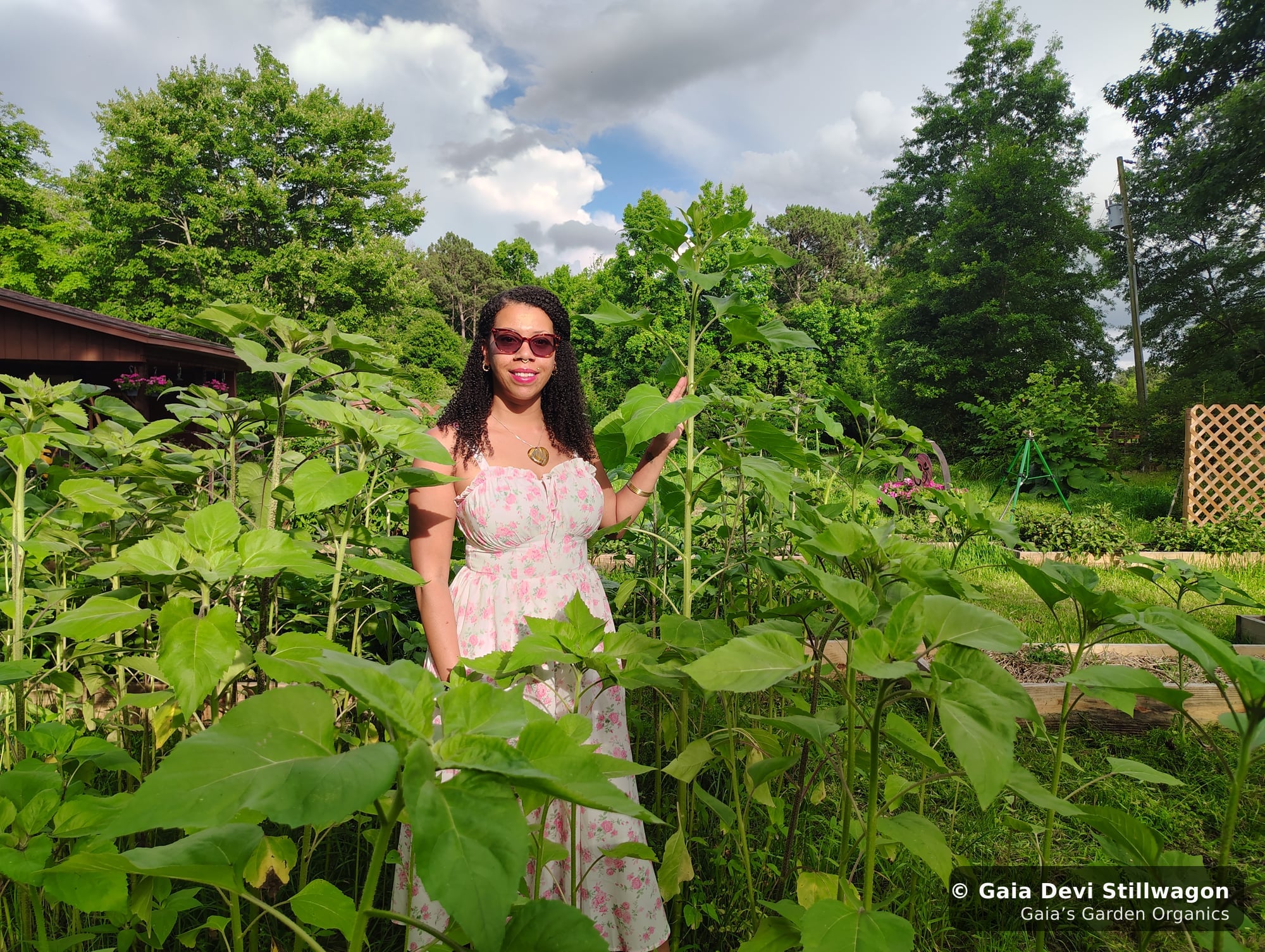 The medicinal herb garden at Gaia's Garden Organics, Umpire, Arkansas · Gaia Devi, clinical herbalist
