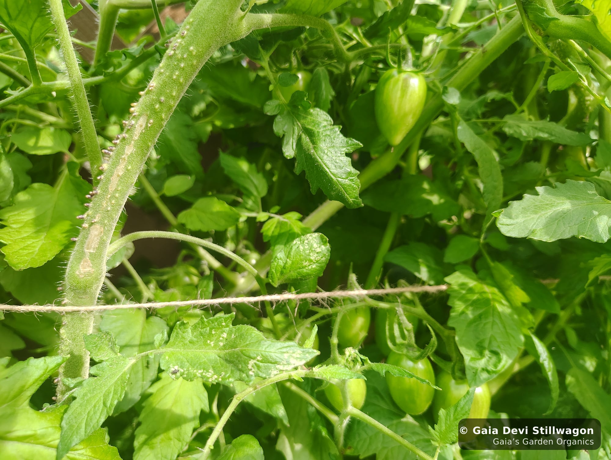 The medicinal herb garden at Gaia's Garden Organics, Umpire, Arkansas · Gaia Devi, clinical herbalist