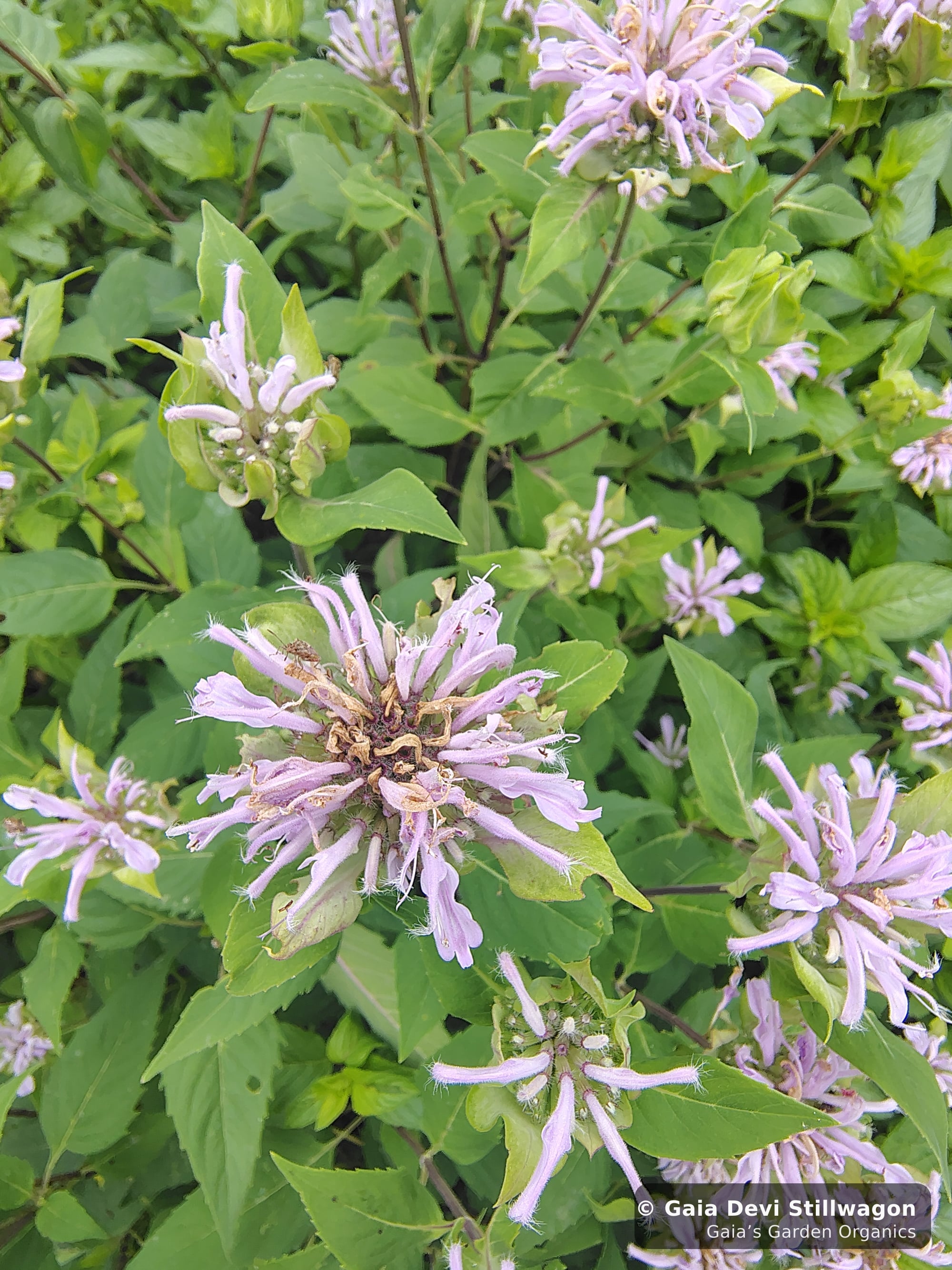 The medicinal herb garden at Gaia's Garden Organics, Umpire, Arkansas · Gaia Devi, clinical herbalist