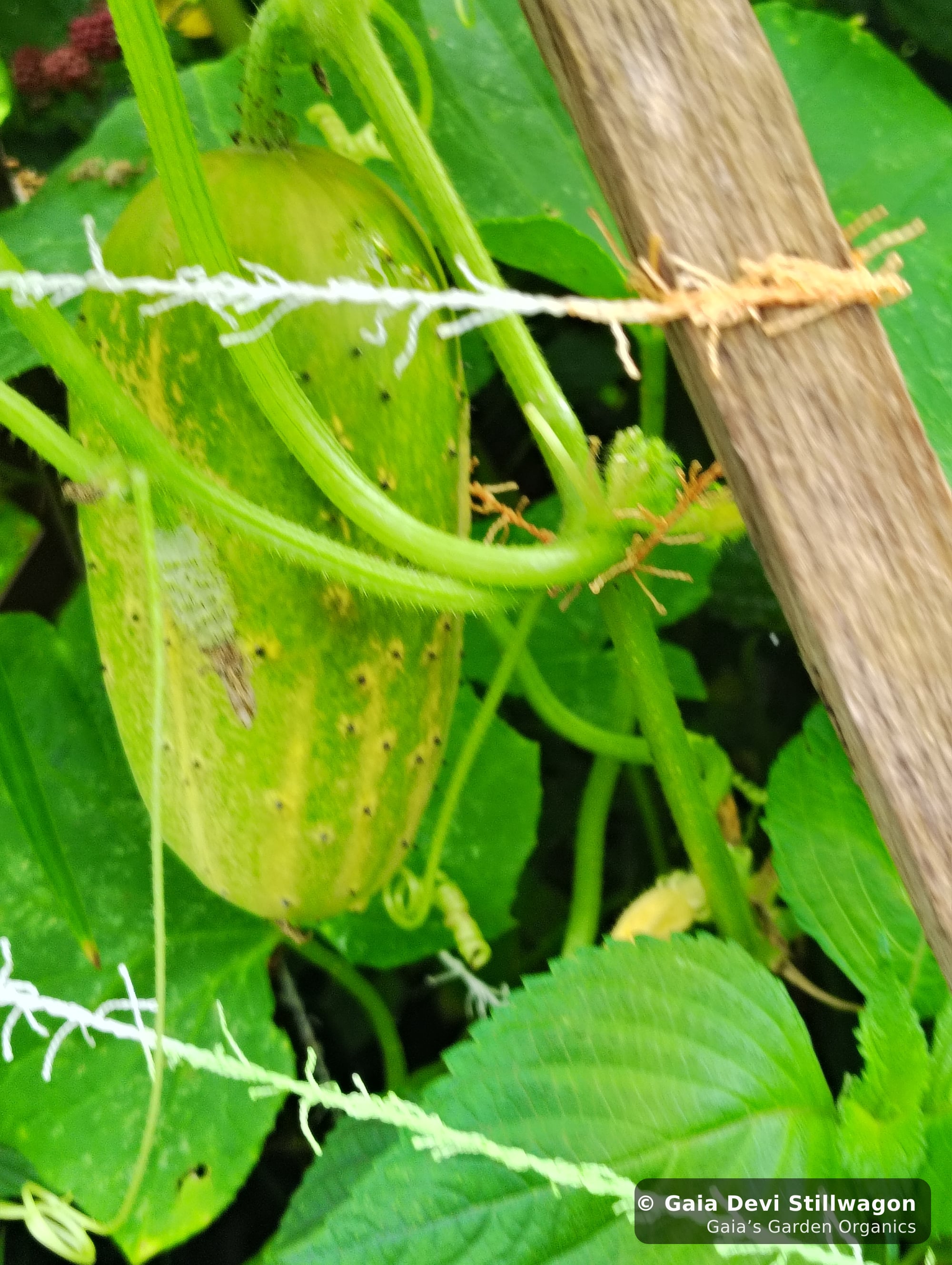 The medicinal herb garden at Gaia's Garden Organics, Umpire, Arkansas · Gaia Devi, clinical herbalist