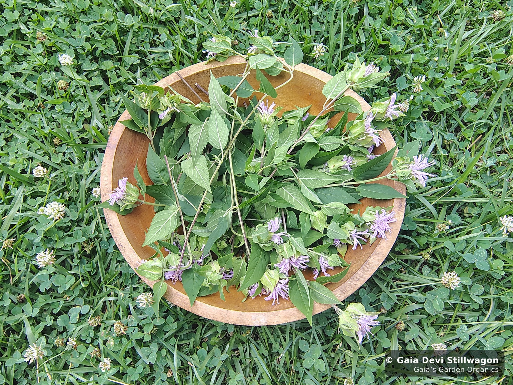 The medicinal herb garden at Gaia's Garden Organics, Umpire, Arkansas · Gaia Devi, clinical herbalist