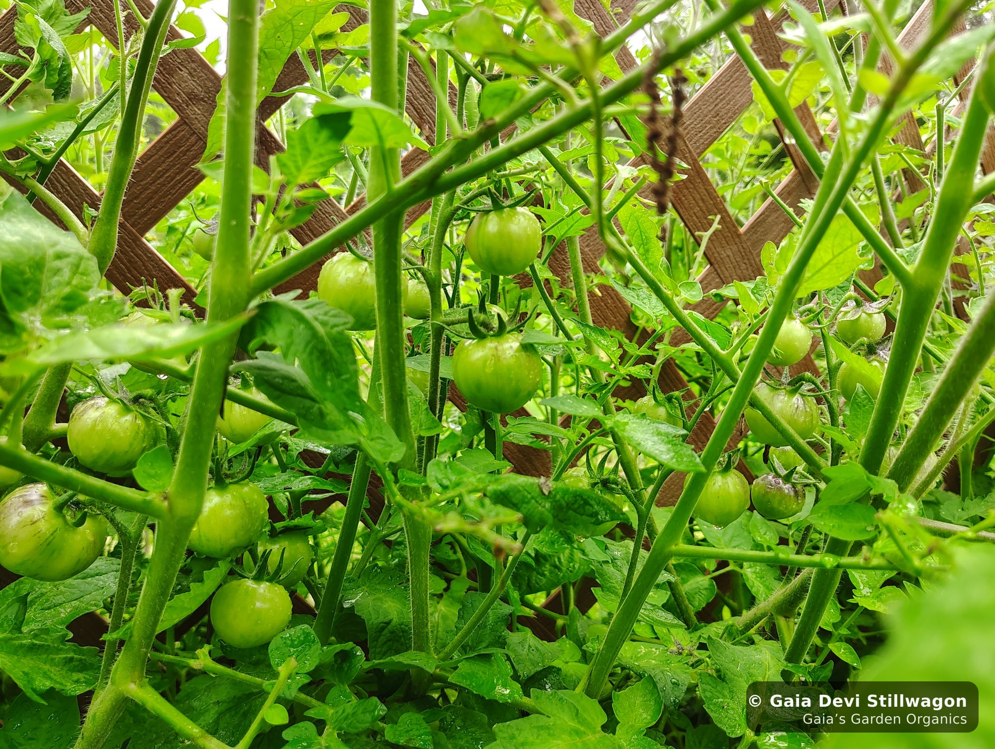 The medicinal herb garden at Gaia's Garden Organics, Umpire, Arkansas · Gaia Devi, clinical herbalist