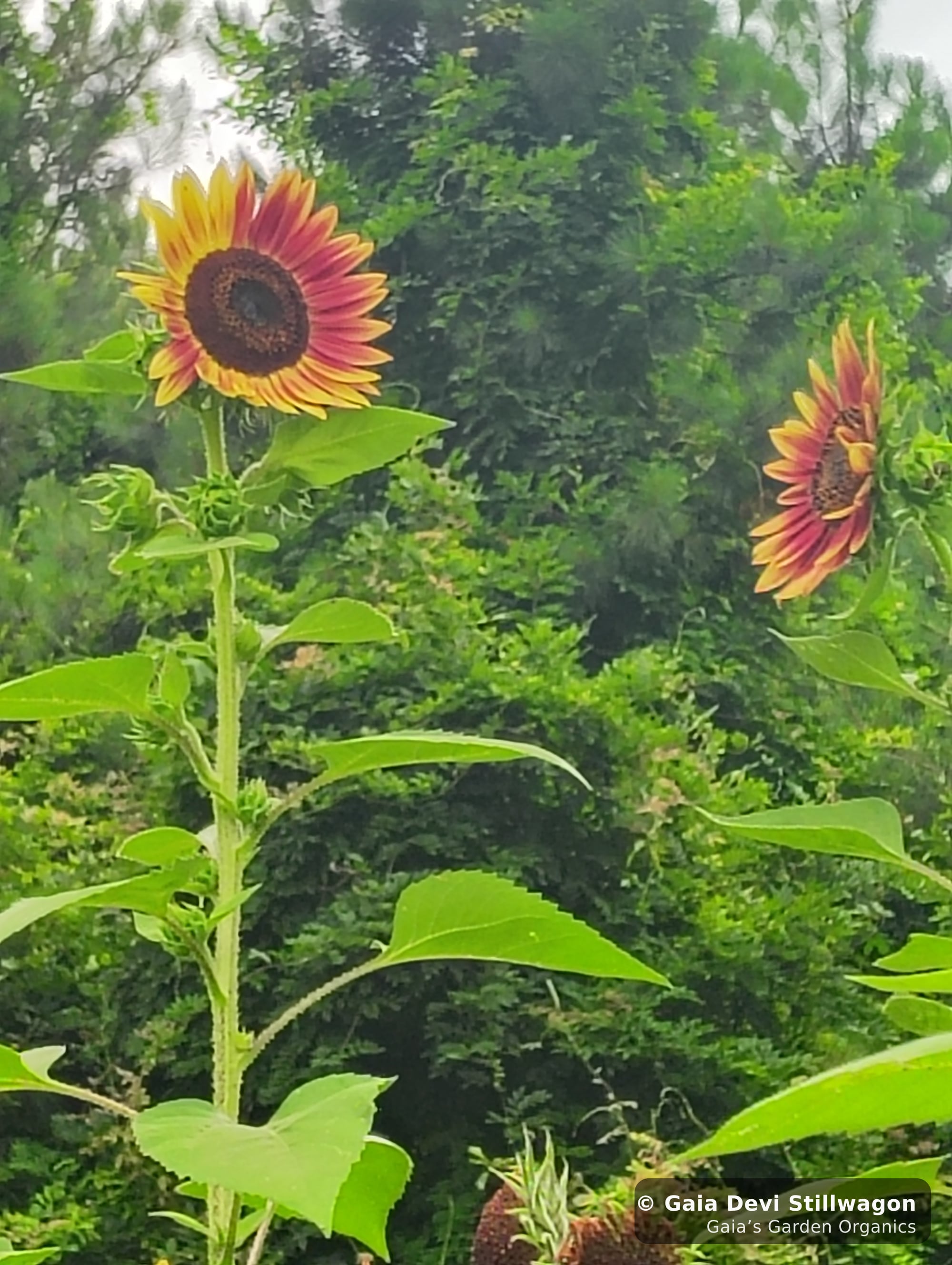 The medicinal herb garden at Gaia's Garden Organics, Umpire, Arkansas · Gaia Devi, clinical herbalist
