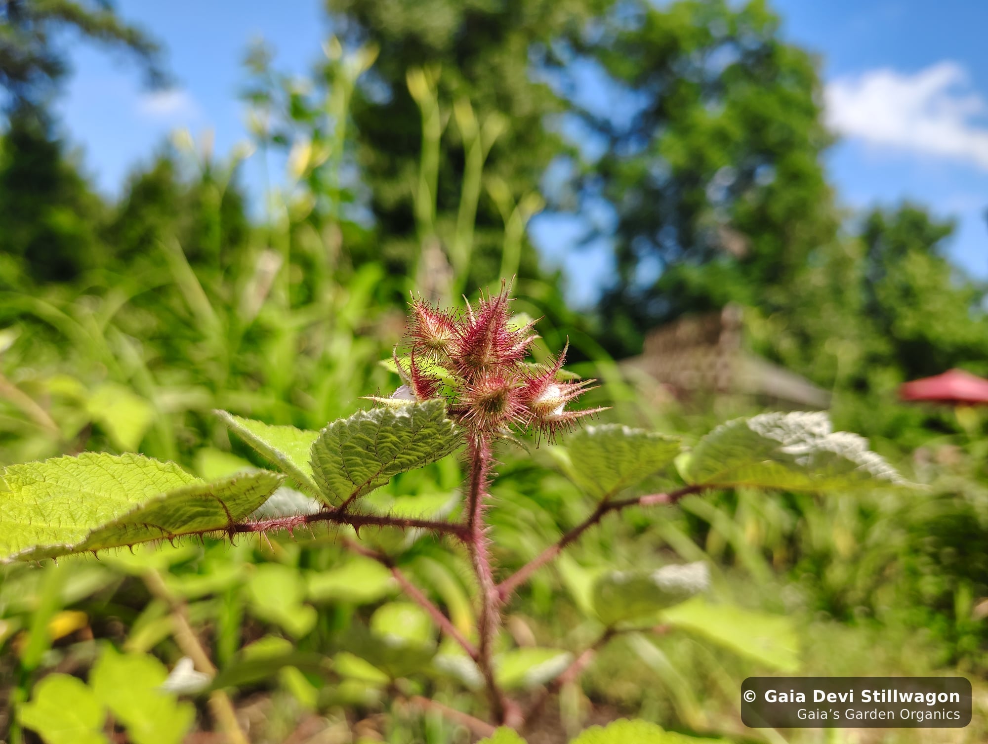 The medicinal herb garden at Gaia's Garden Organics, Umpire, Arkansas · Gaia Devi, clinical herbalist