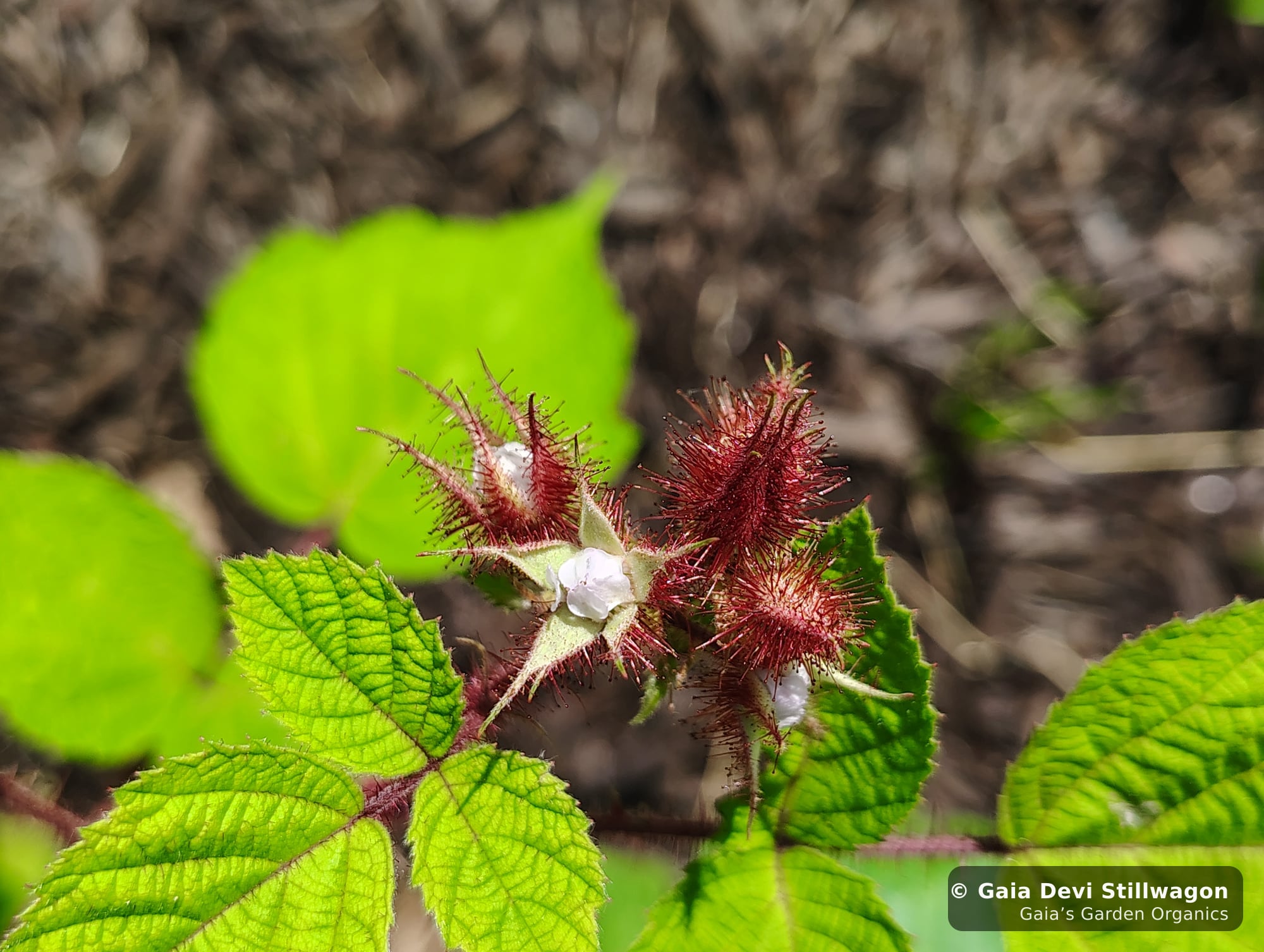The medicinal herb garden at Gaia's Garden Organics, Umpire, Arkansas · Gaia Devi, clinical herbalist