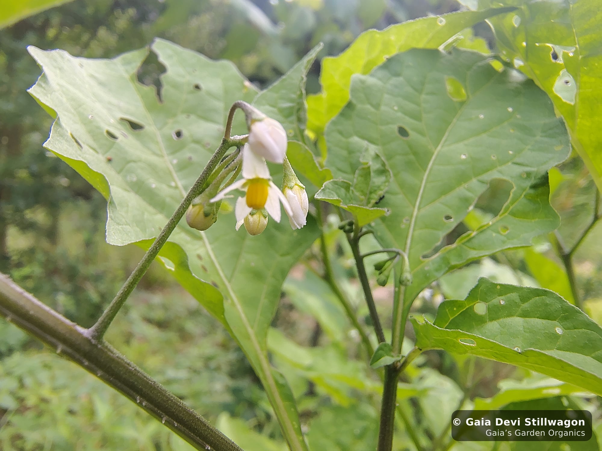 The medicinal herb garden at Gaia's Garden Organics, Umpire, Arkansas · Gaia Devi, clinical herbalist