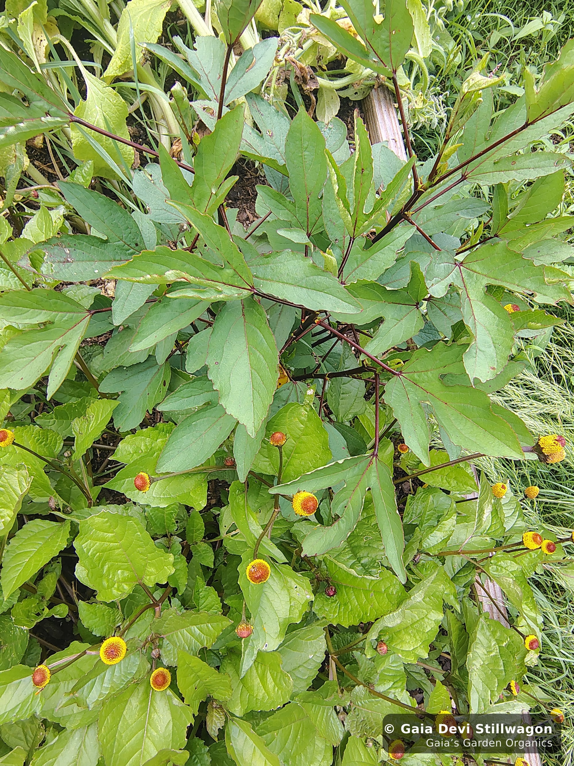 The medicinal herb garden at Gaia's Garden Organics, Umpire, Arkansas · Gaia Devi, clinical herbalist